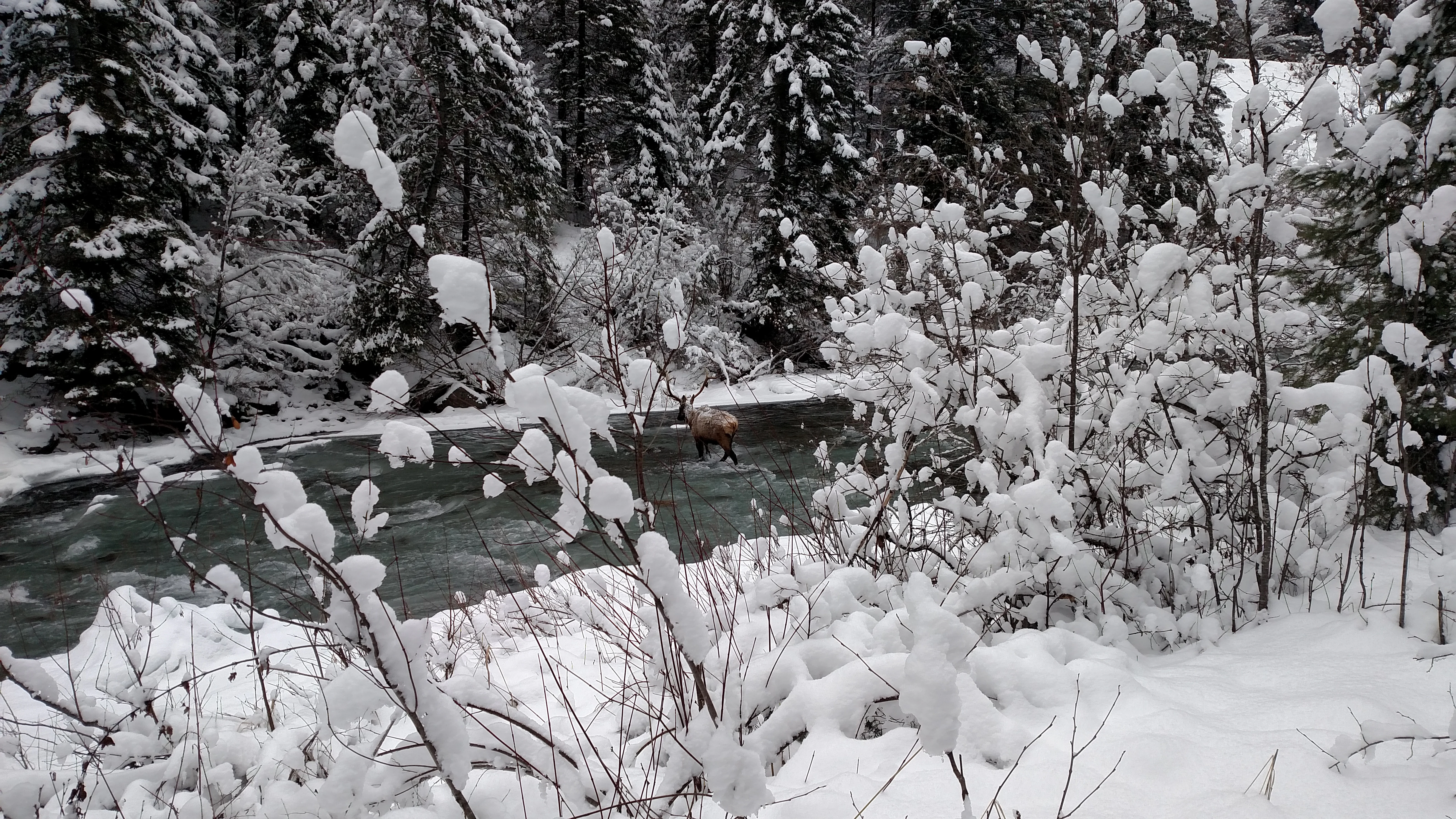 A small elk or deer stands near the bank of a dark river flowing through a forest covered in deep winter snow.