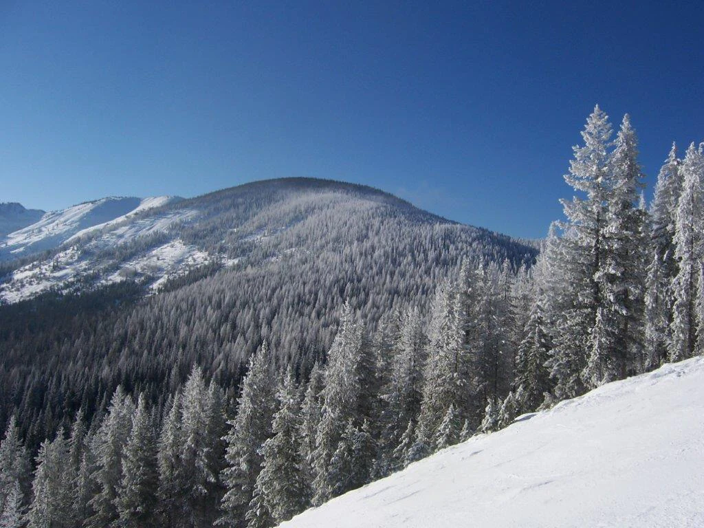 A wide view of a snowy mountain slope covered in frost-dusted evergreen trees under a clear blue sky.