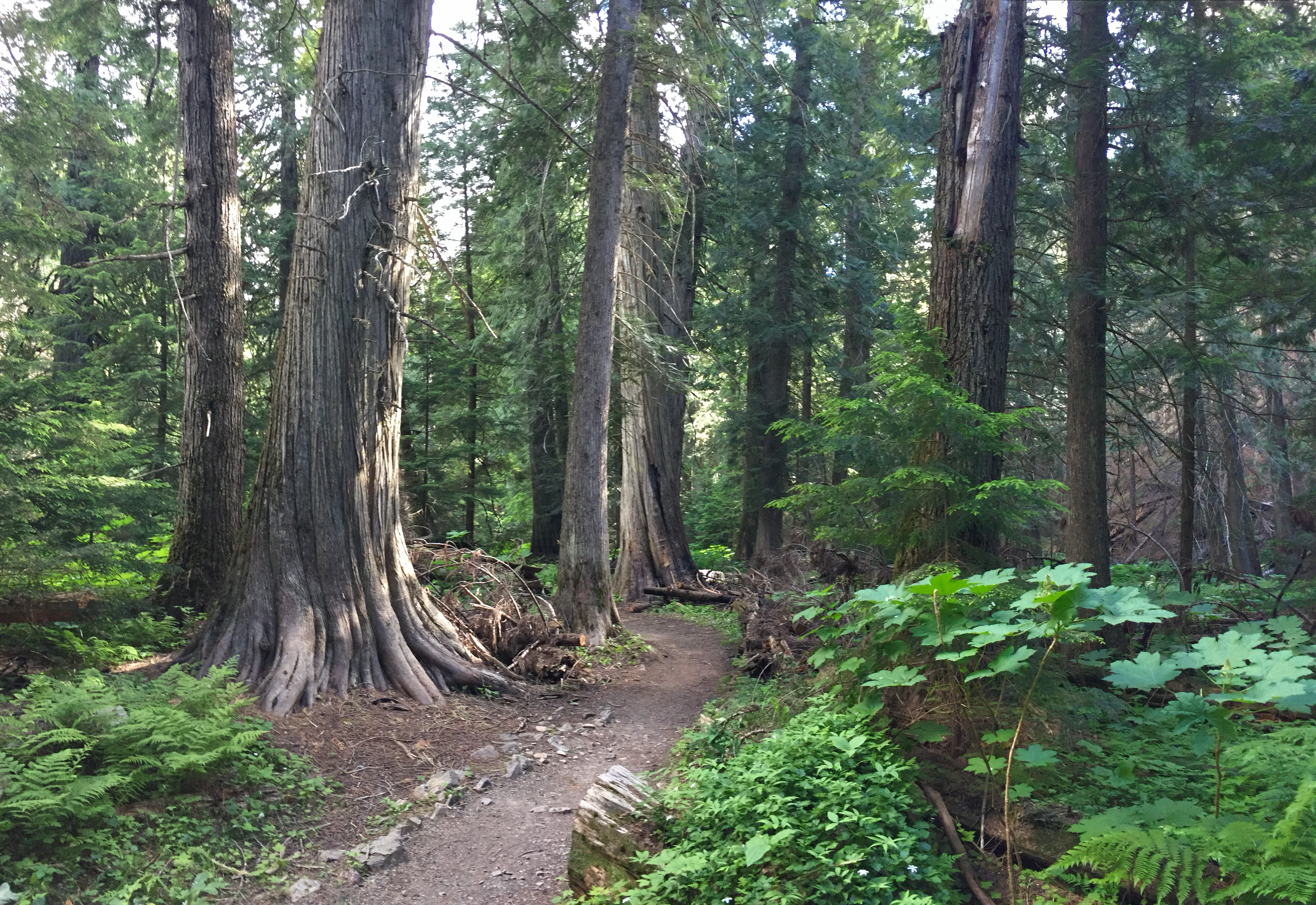 A dirt path meanders through a dense forest of mature Western red cedar trees with large, fluted trunks and lush green undergrowth including ferns.