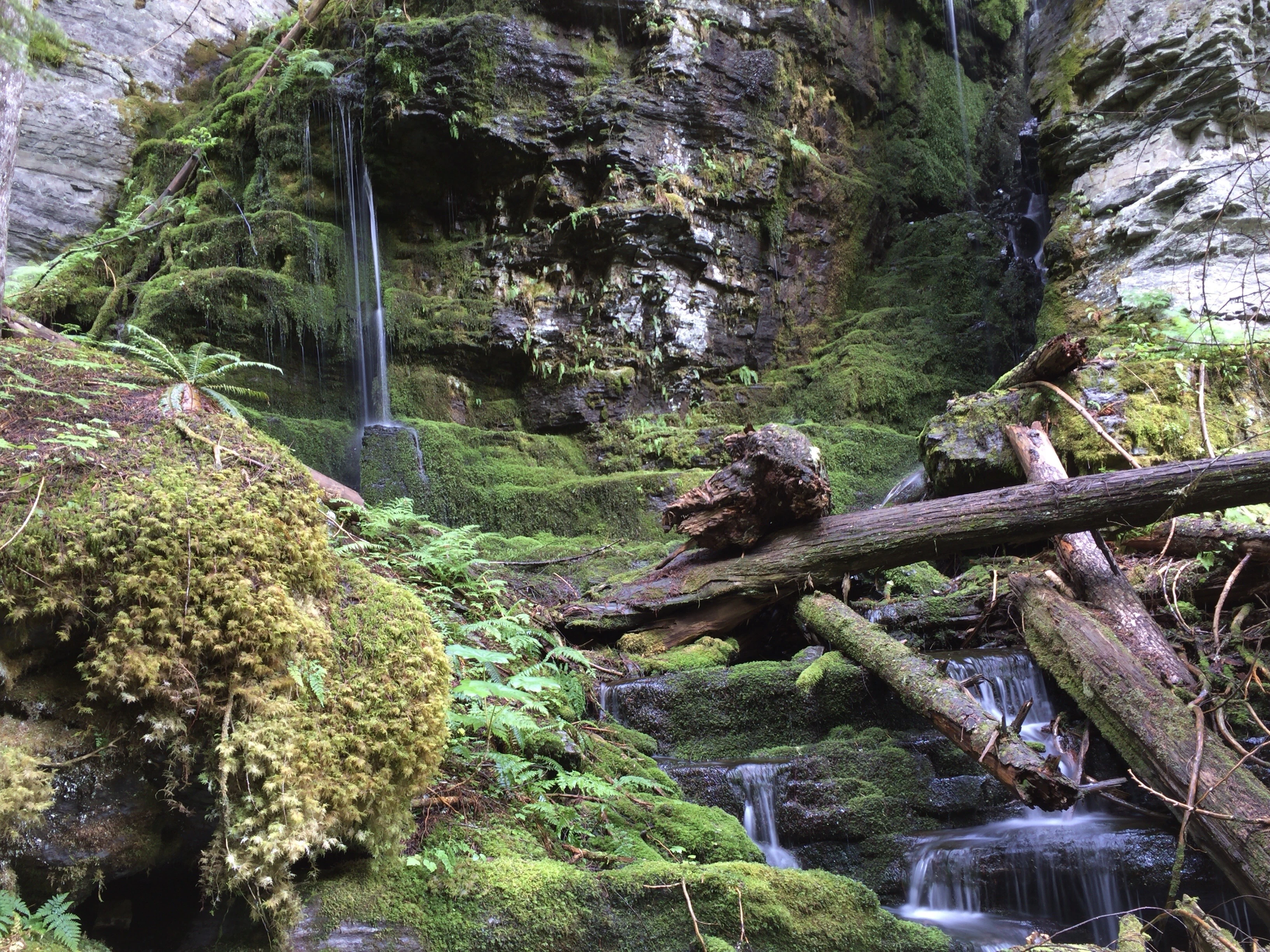 A small, tiered waterfall cascades over mossy rock faces into a creek, surrounded by ferns and fallen logs in a lush forest.
