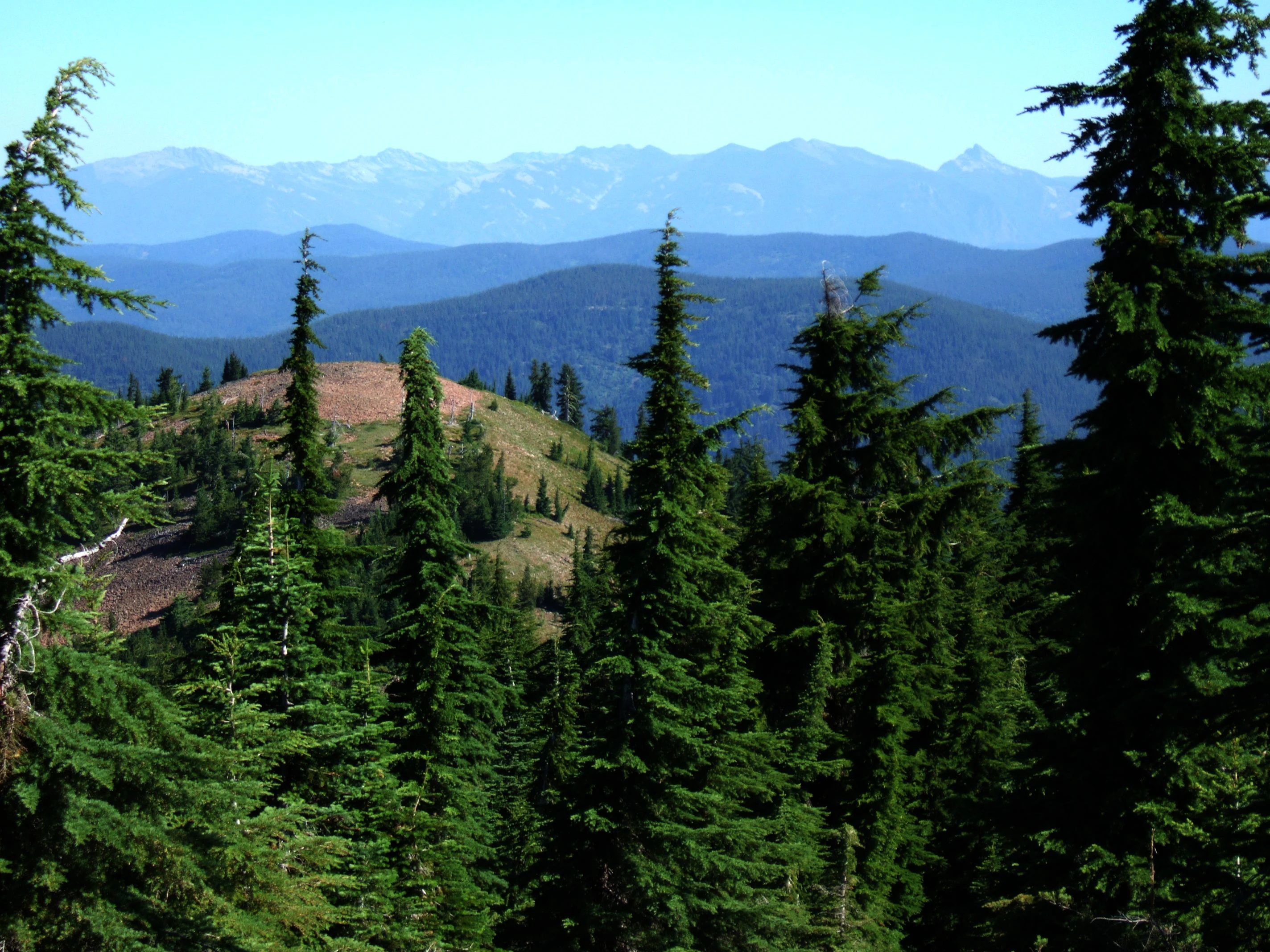 A mountainous landscape showing foreground evergreen trees framing a view of rolling forested hills and jagged peaks in the distance.