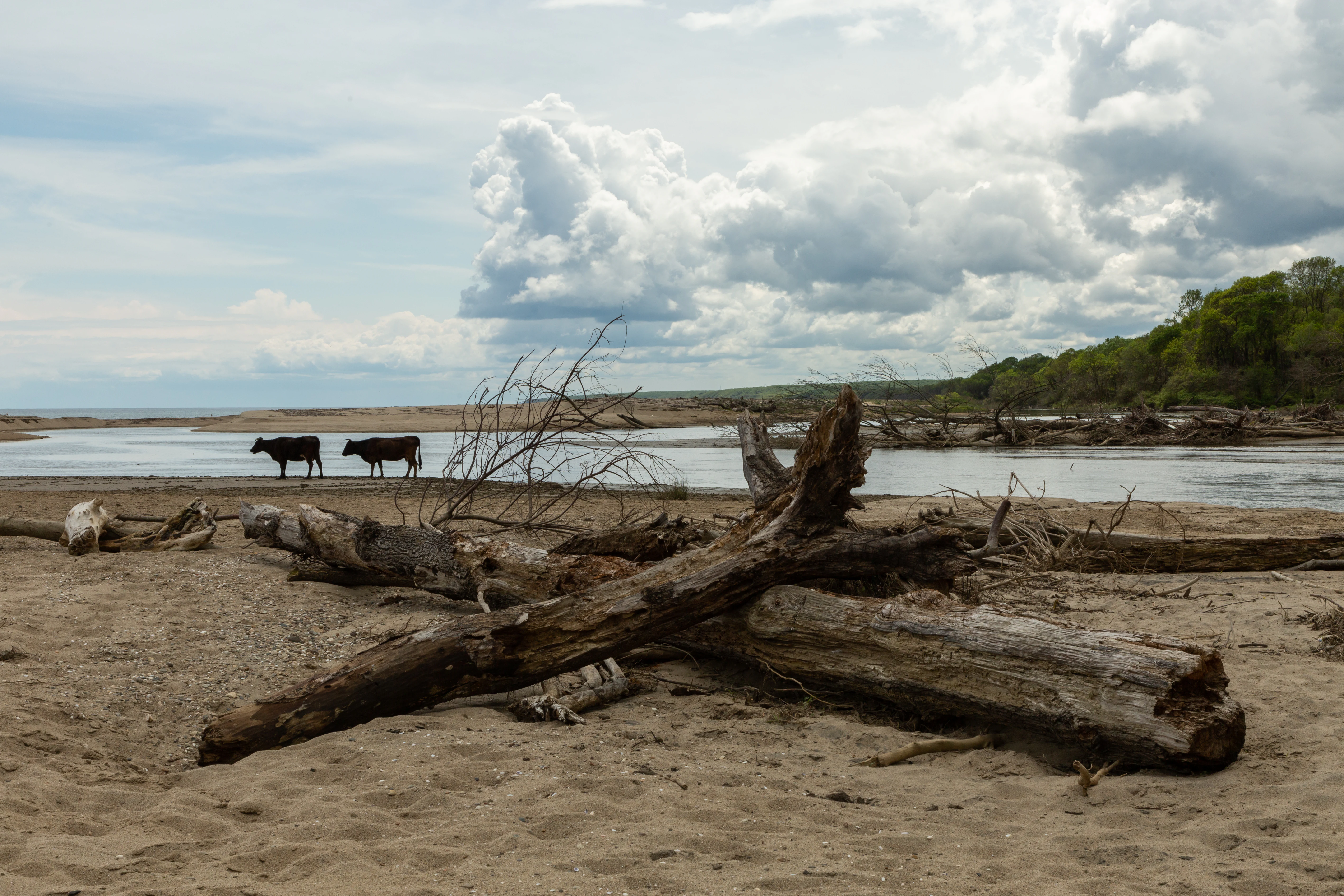 Sandy beach with fallen tree trunks, two black cows near a stream, distant forested shoreline, and partly cloudy sky.