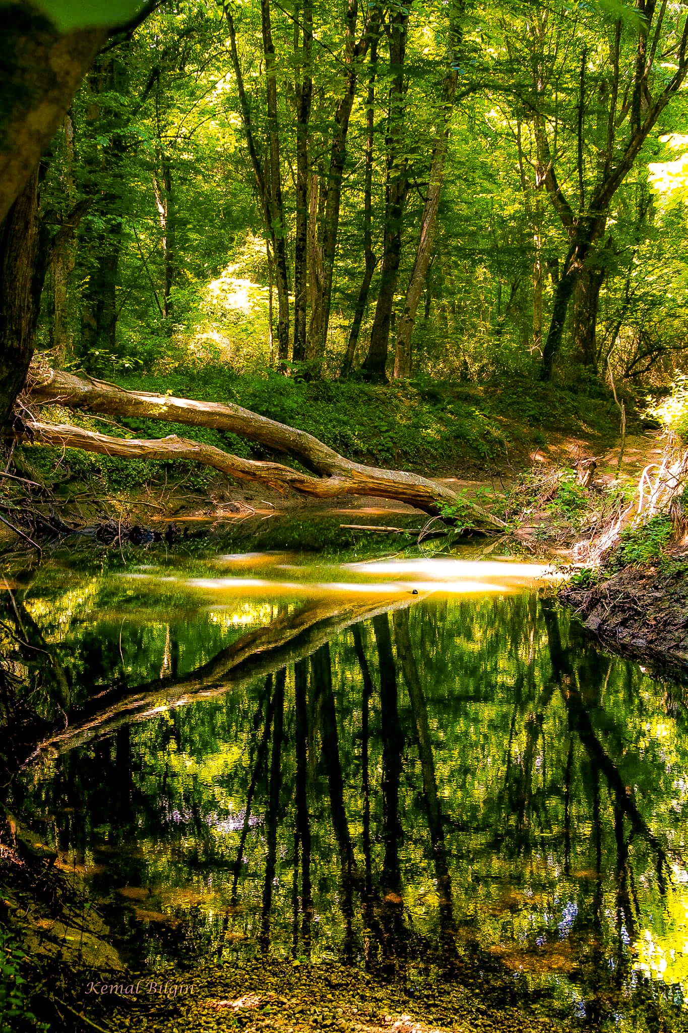 A calm water body reflecting dense green forest trees under dappled sunlight