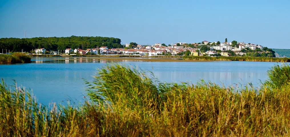 Tall grasses in the foreground with a lake, distant town, and forest under clear blue sky