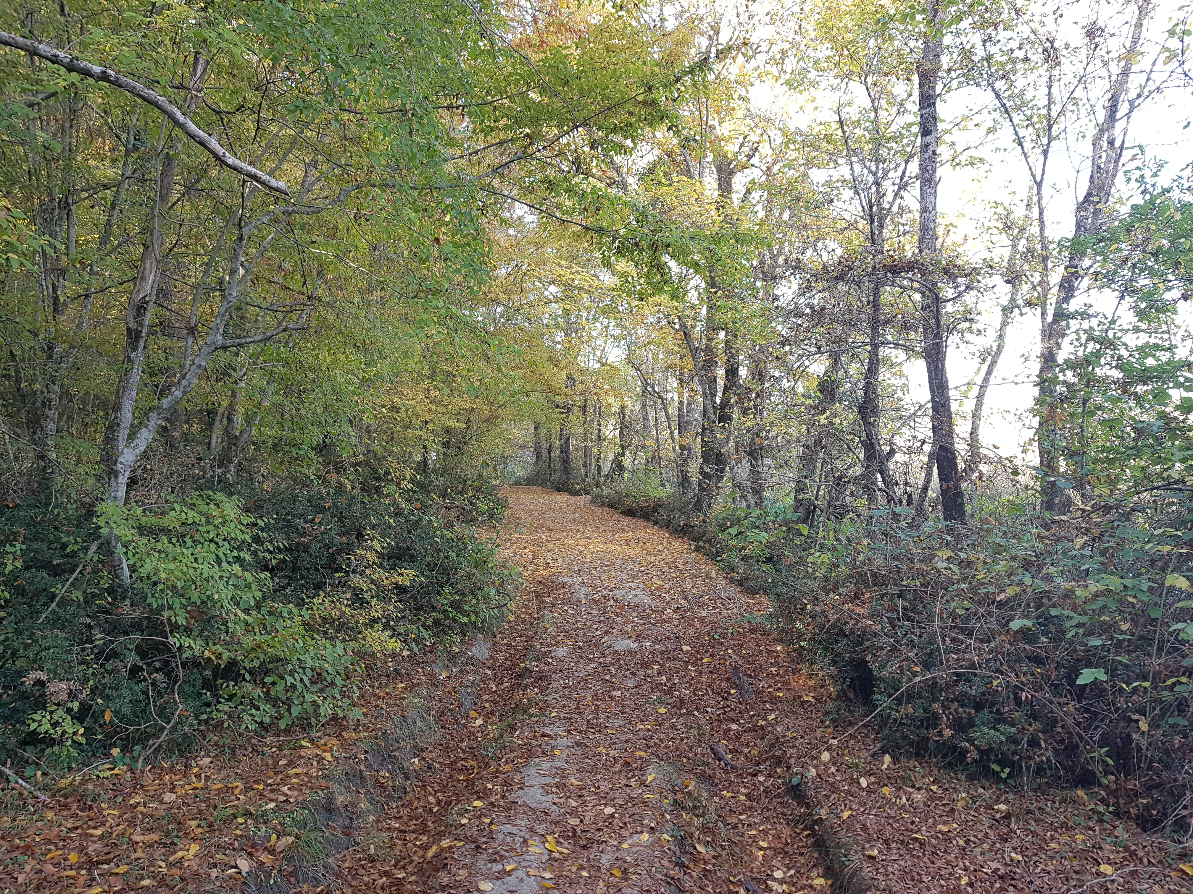 A dirt path covered with fallen leaves winding through a forest with mixed green and yellow foliage