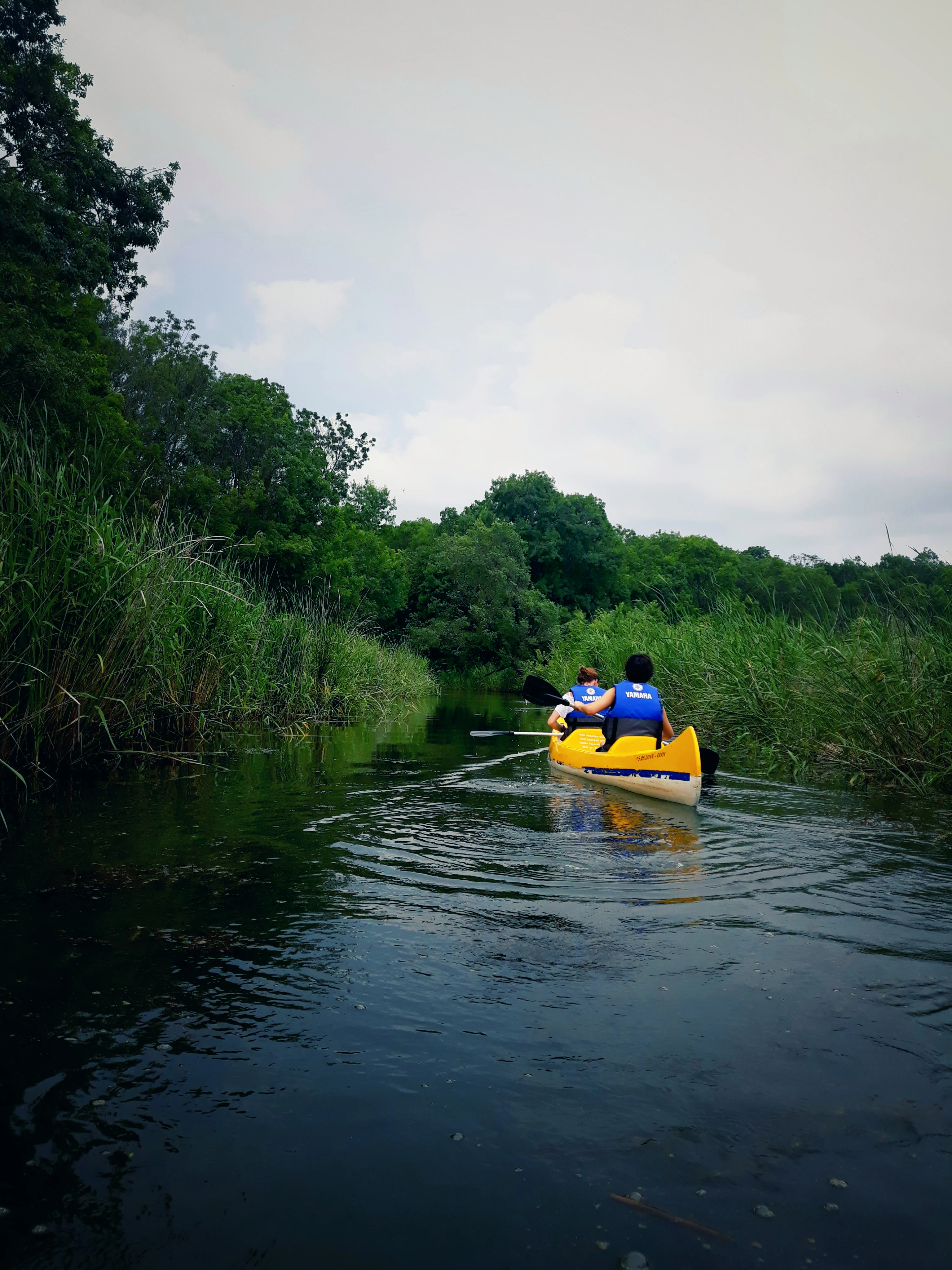 Two people paddling a yellow canoe on calm water surrounded by tall reeds and dense green forest