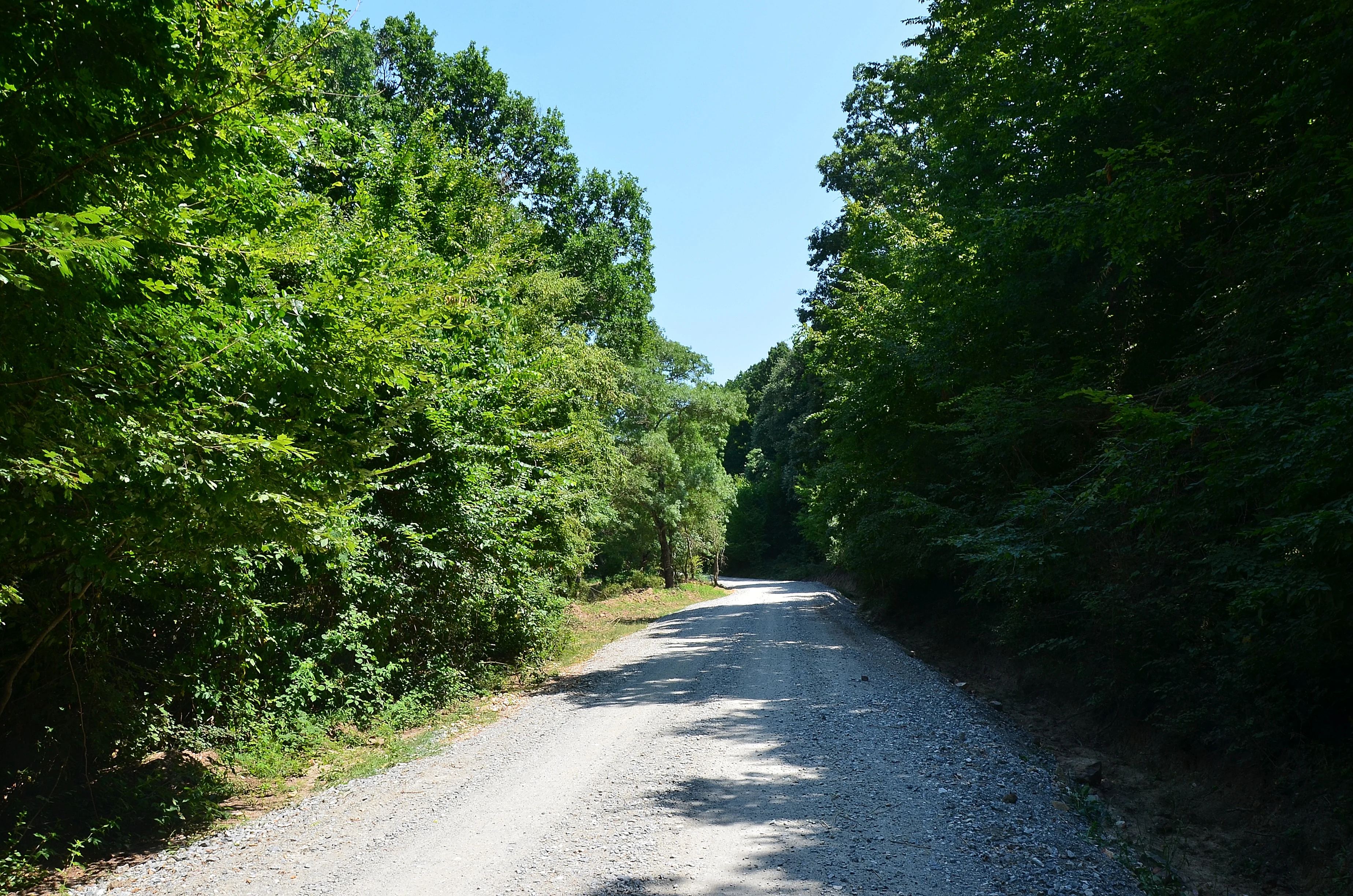Gravel road surrounded by dense green trees under a clear blue sky