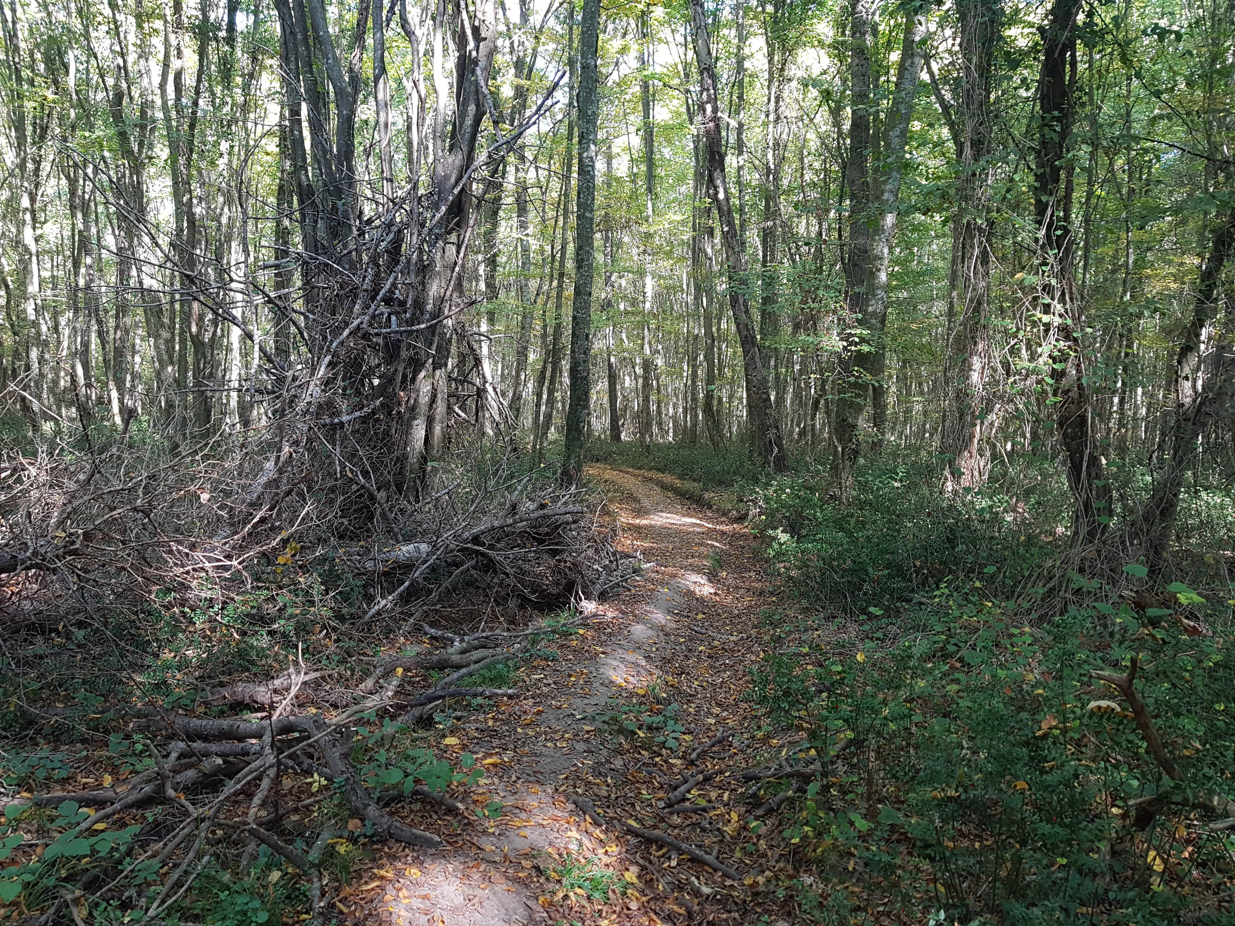 Dirt trail through dense forest with tall trees, fallen branches, and scattered leaves.