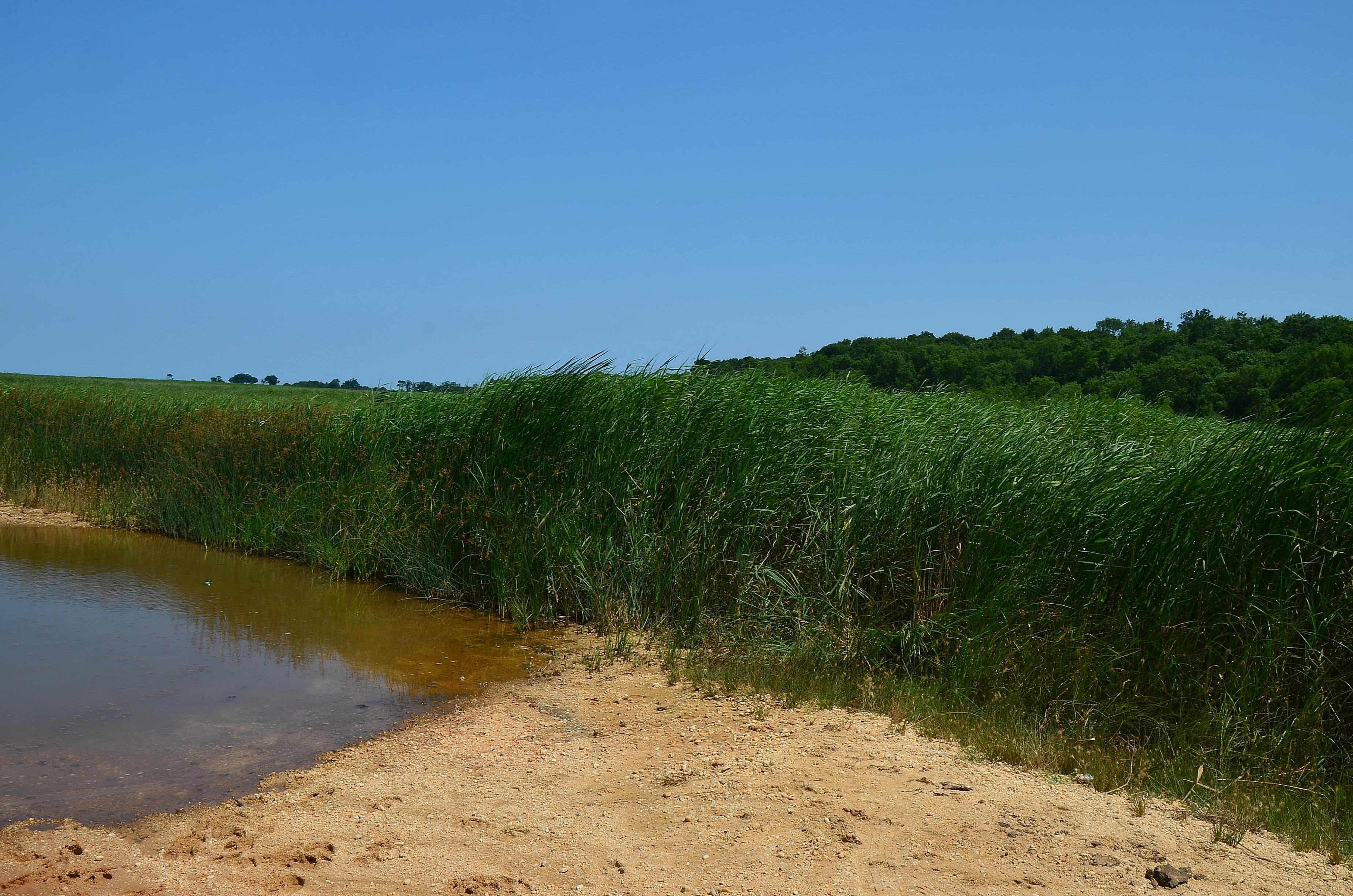 Water body with sandy shore, tall reeds, and forested background under clear blue sky