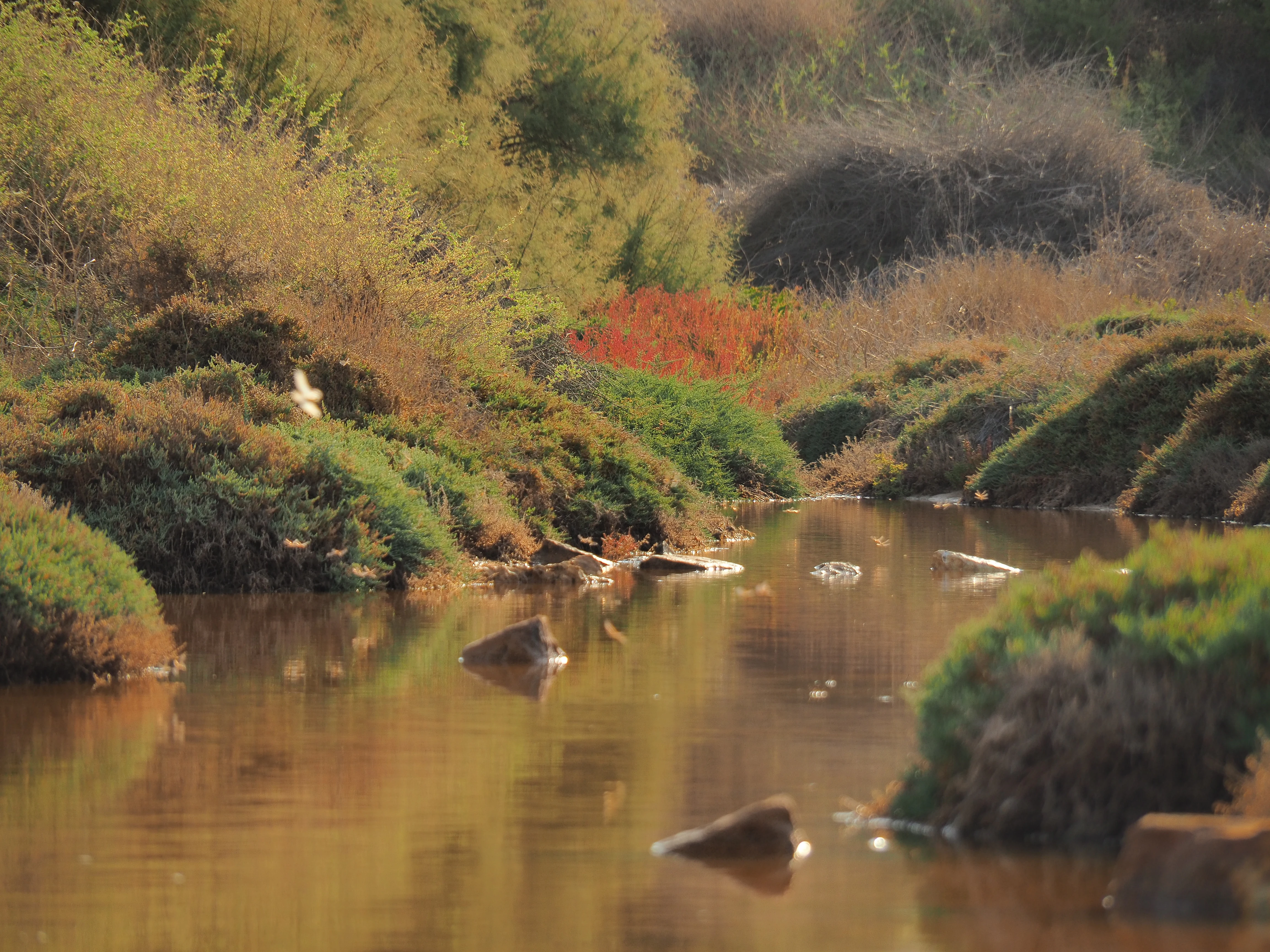 A calm, shallow stream winds through a salt marsh, surrounded by low-lying, textured green and reddish coastal vegetation.