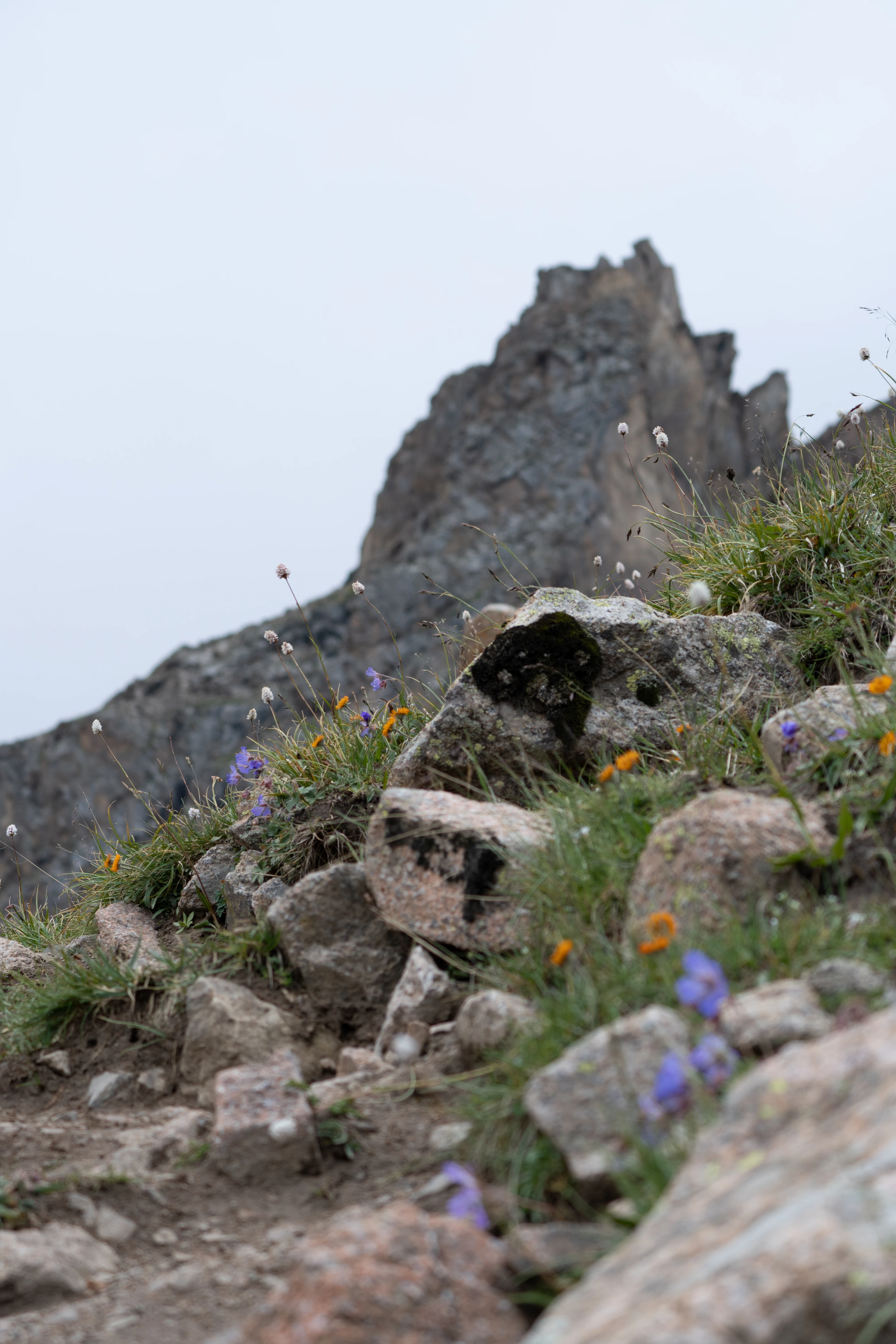 Wildflowers and grasses on a rocky trail with a mountain peak in the background