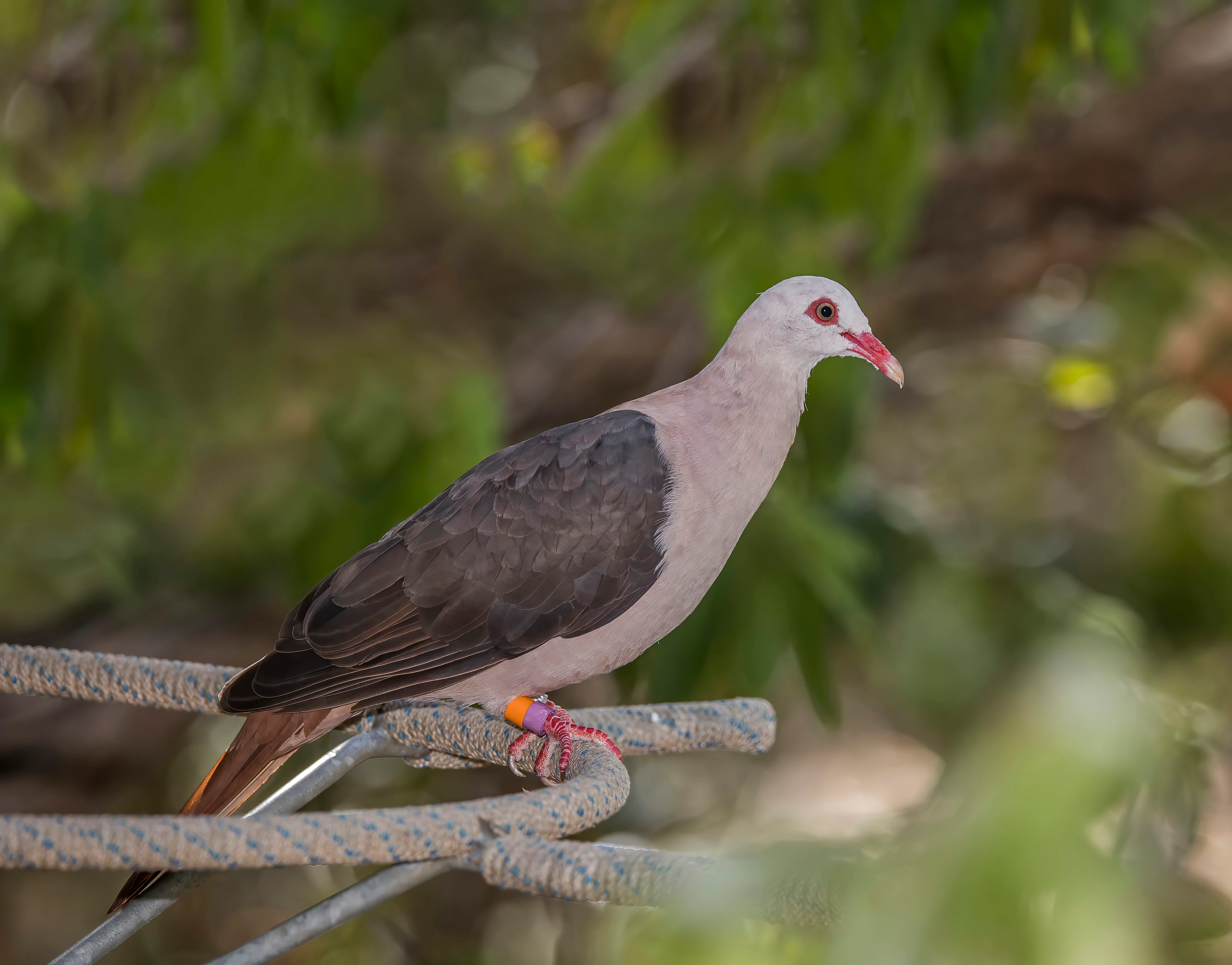 A side profile view of a pink pigeon with a light pinkish body, dark wings, and a red eye ring, perched on a metal structure against a blurred green background.