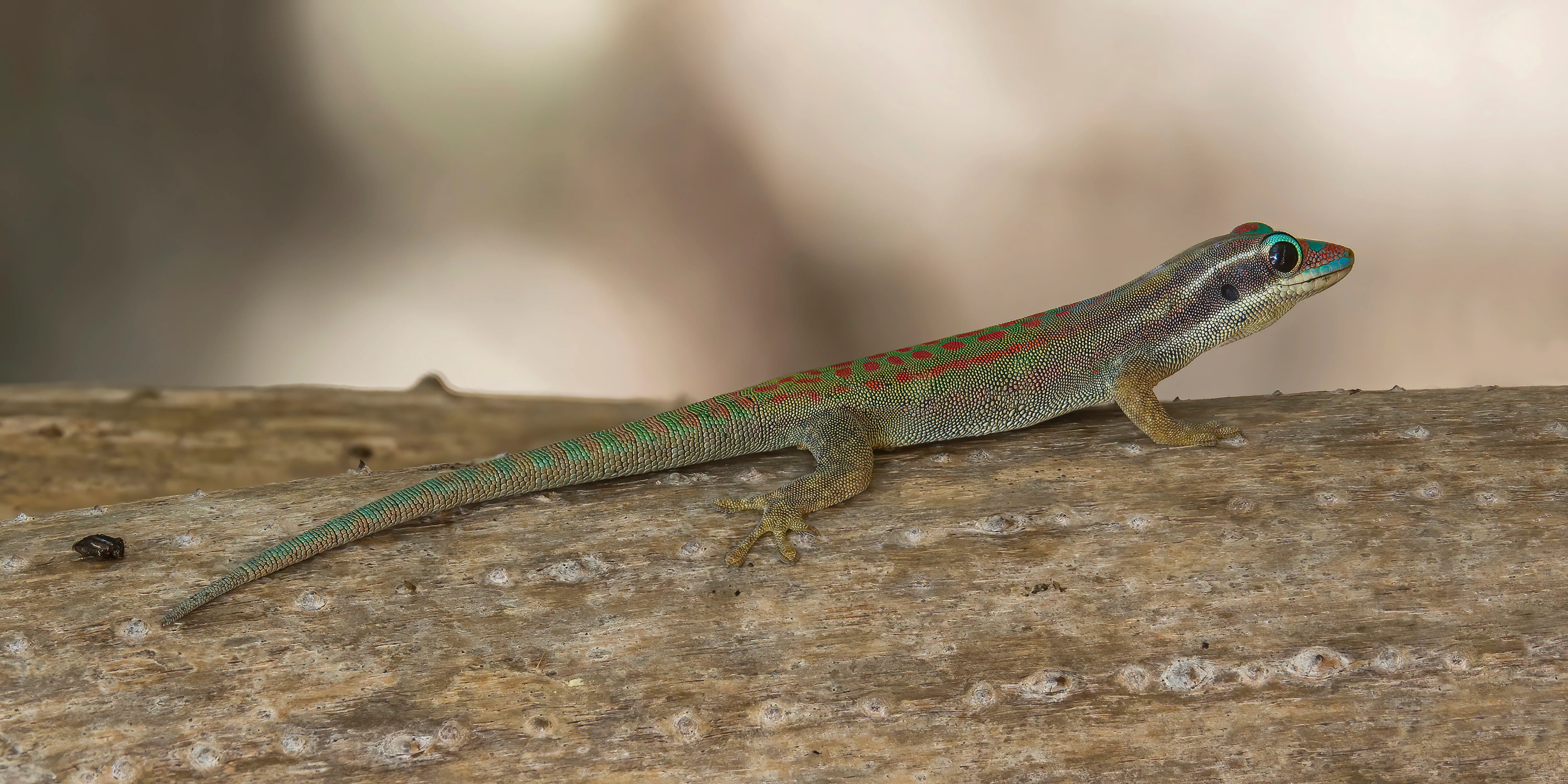 A small lizard, identified as a Mauritius ornate day gecko, resting on a brown wooden surface.