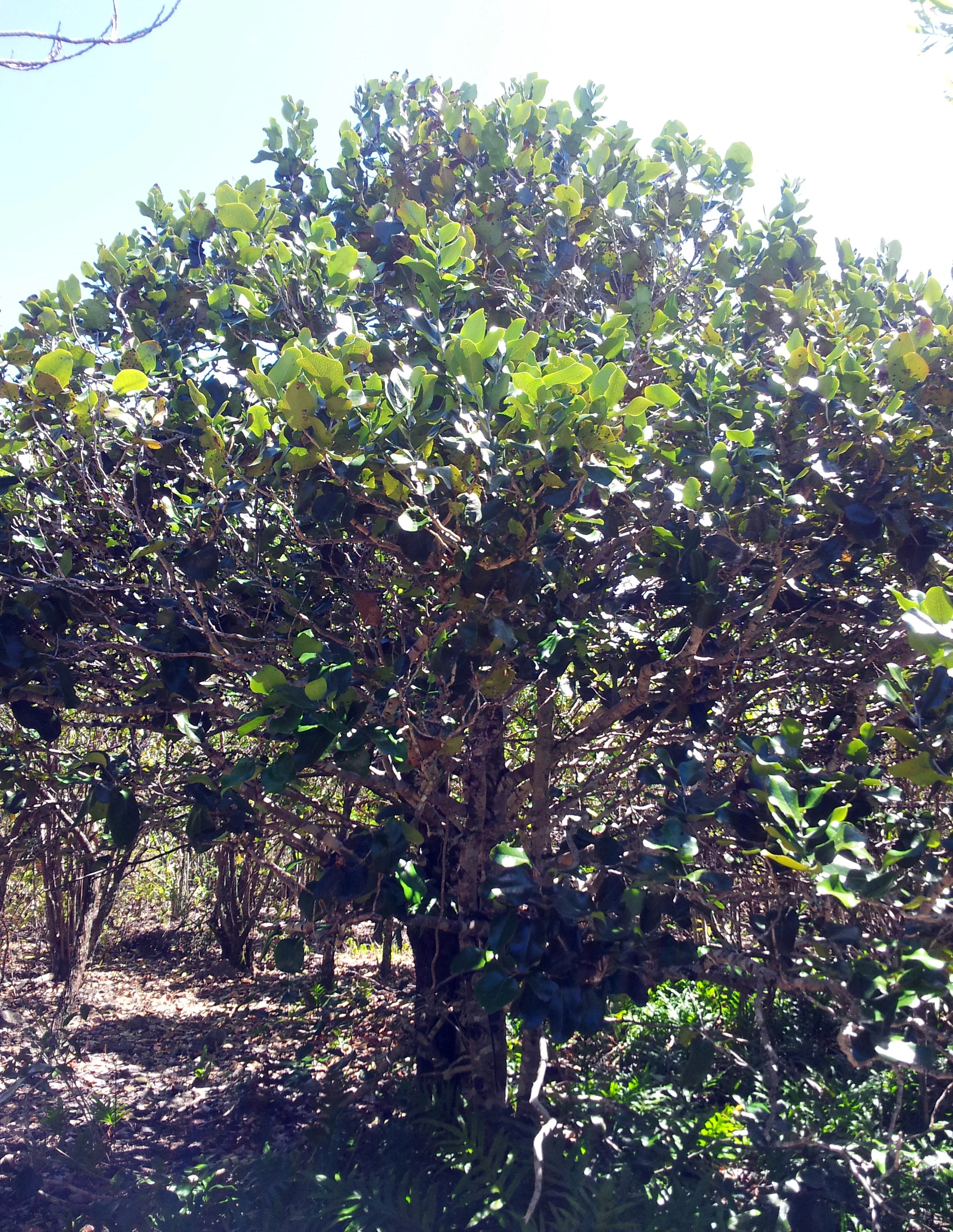 A medium-sized tree with dense, glossy green foliage and textured bark, standing in a forest clearing.