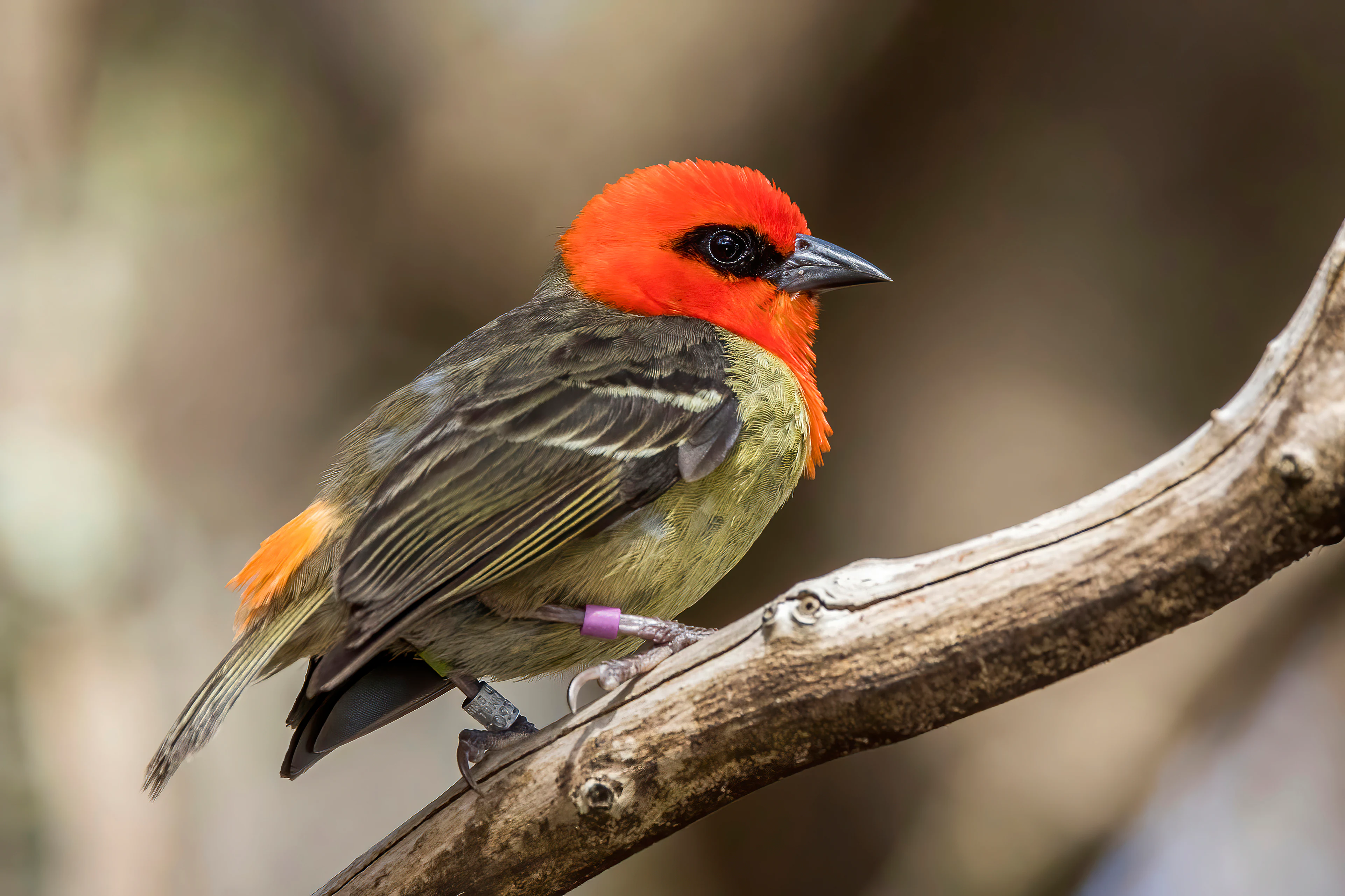A male Mauritius fody with a bright red head, black eye mask, and olive-brown wings, perched on a rough wooden branch with a small purple leg band visible.