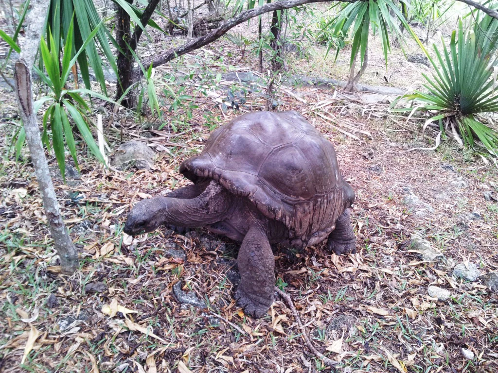 A large, dark-skinned Aldabra giant tortoise walks through a forest floor covered in dry leaves and surrounded by palm-like vegetation.
