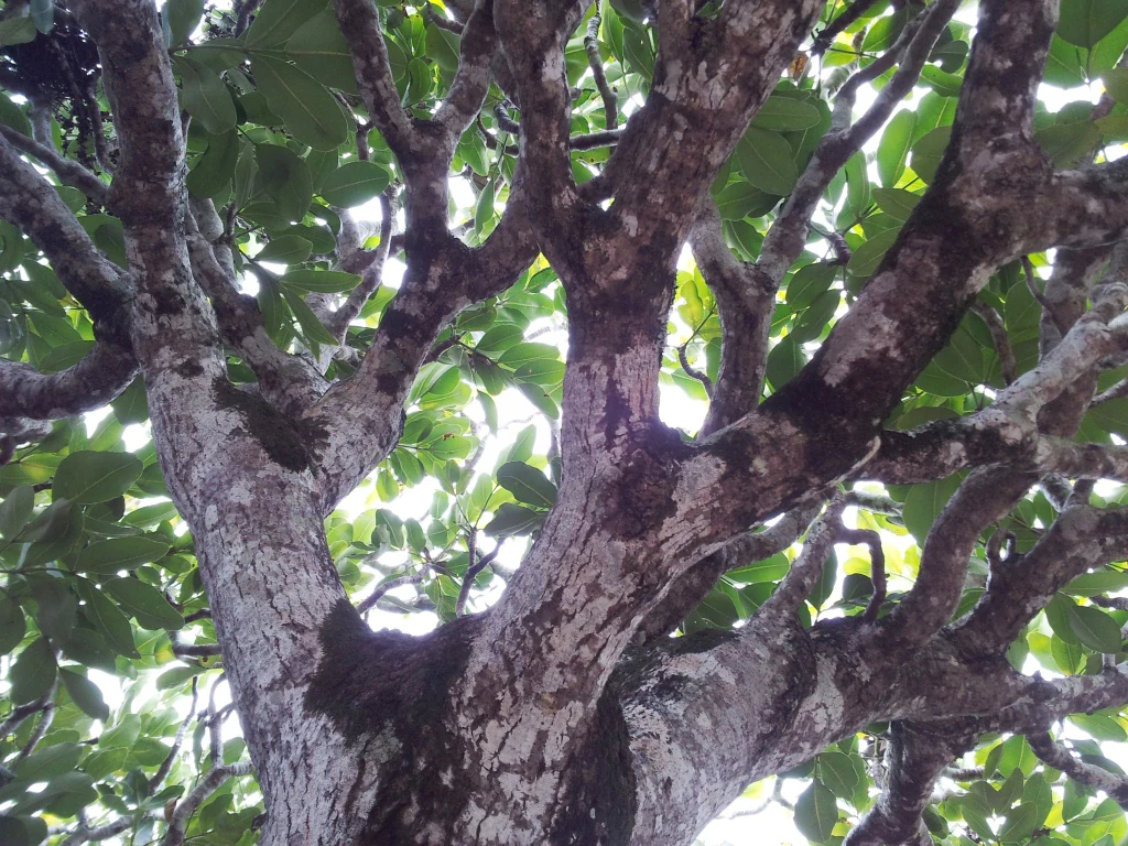 A low angle view looking up into the dense canopy of an endemic tree at Ile aux Aigrettes, showcasing its textured, mottled bark and spreading branches.
