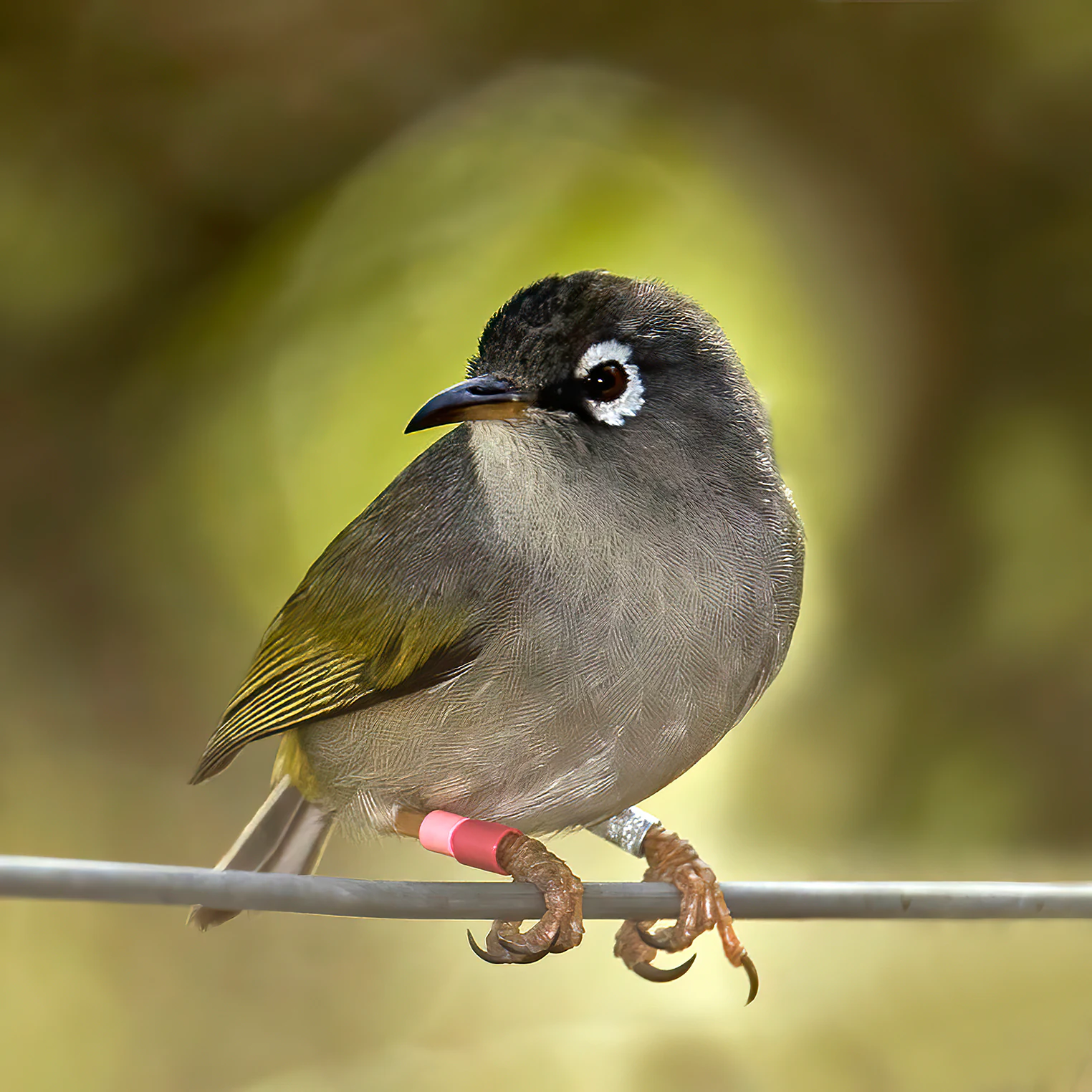 A Mauritius olive white-eye bird perched on a wire; the bird has olive-green wings, a gray head, and a distinctive white ring around its eye; it has two identification bands on its leg.