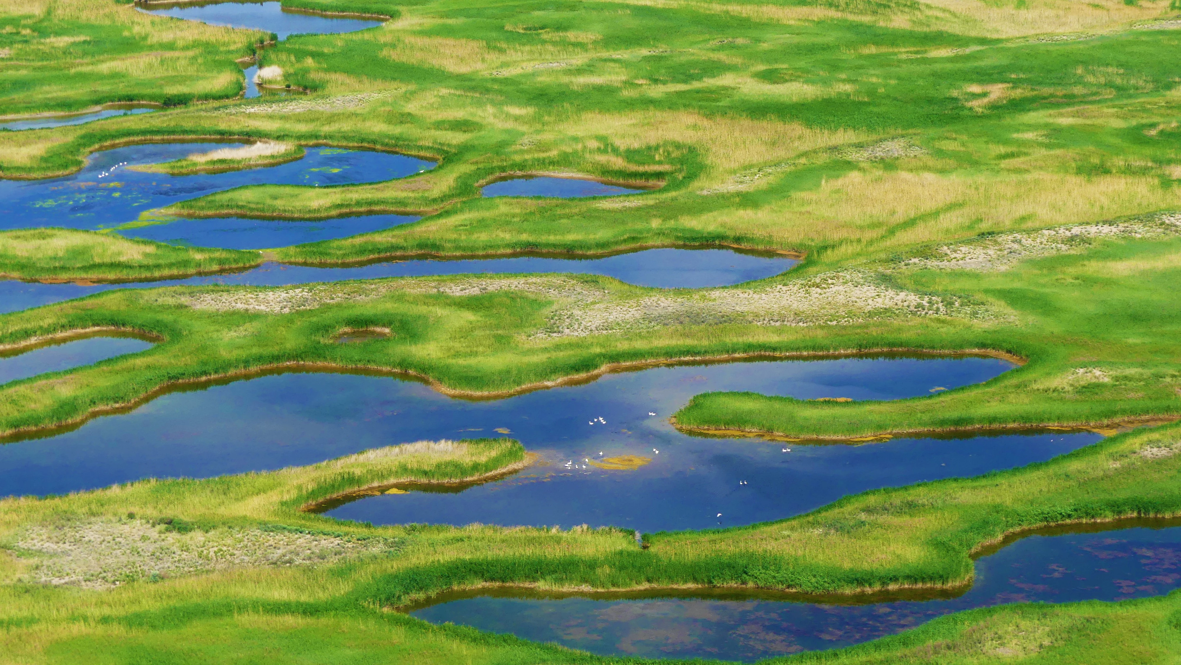 An aerial shot of a vast, flat wetland ecosystem characterized by winding green grass islands separated by deep blue, irregular water channels.