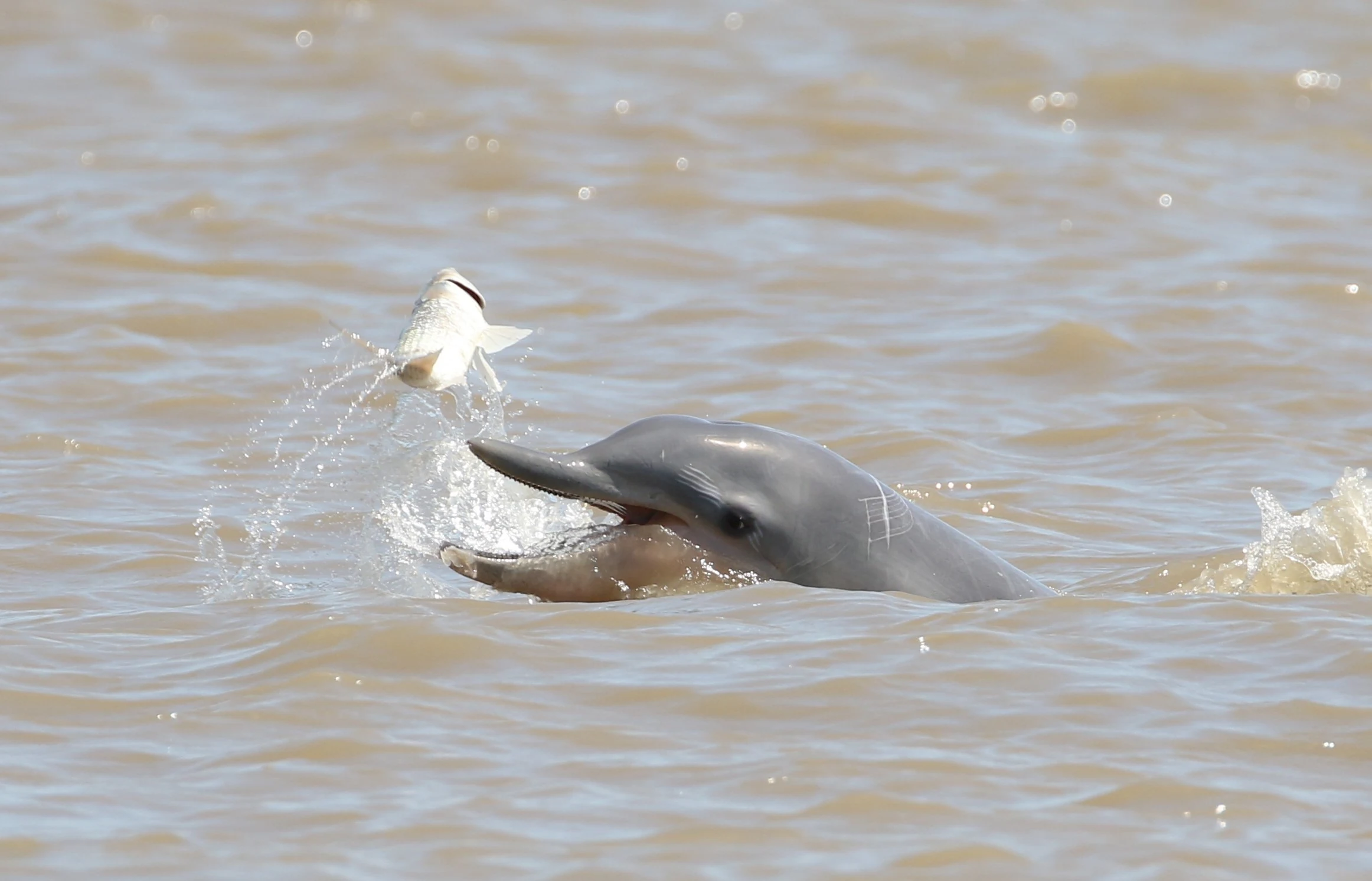 Un delfín emergiendo de aguas marrones capturando un pez