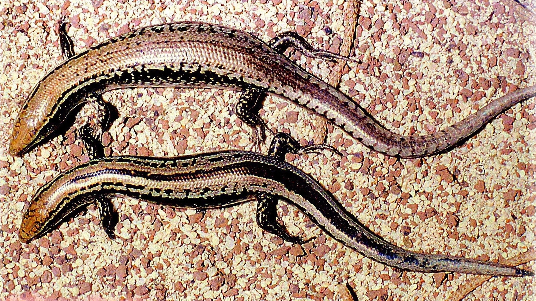 Two skinks with brown and black striped patterns resting on a pebbled sandy surface.