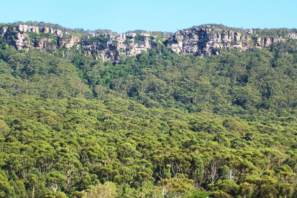 A wide view of the Illawarra Escarpment showing vertical sandstone cliff faces at the top of a heavily forested hillside.