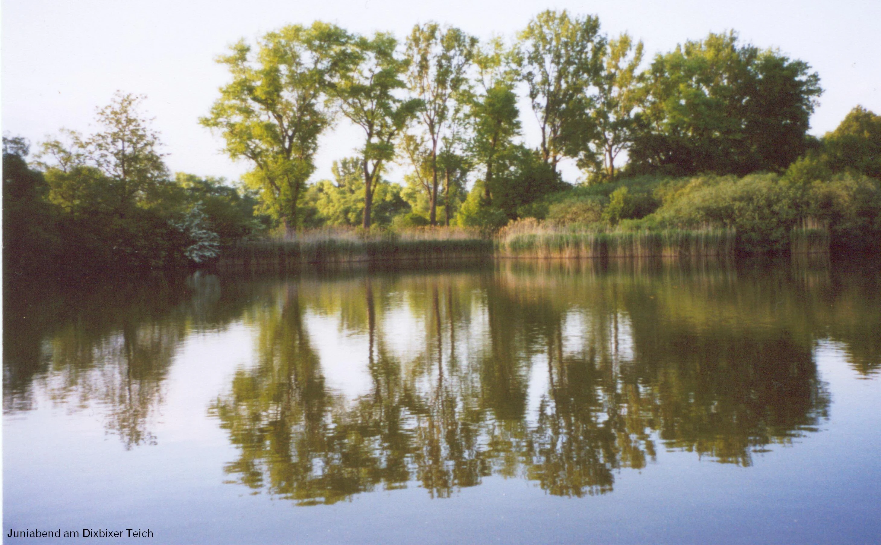 A still pond reflecting a line of trees on its bank, with tall reeds along the shoreline.