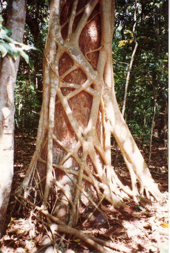 A close-up view of a large Ficus watkinsiana strangler fig wrapping its aerial roots tightly around the trunk of a host tree in a dense forest.