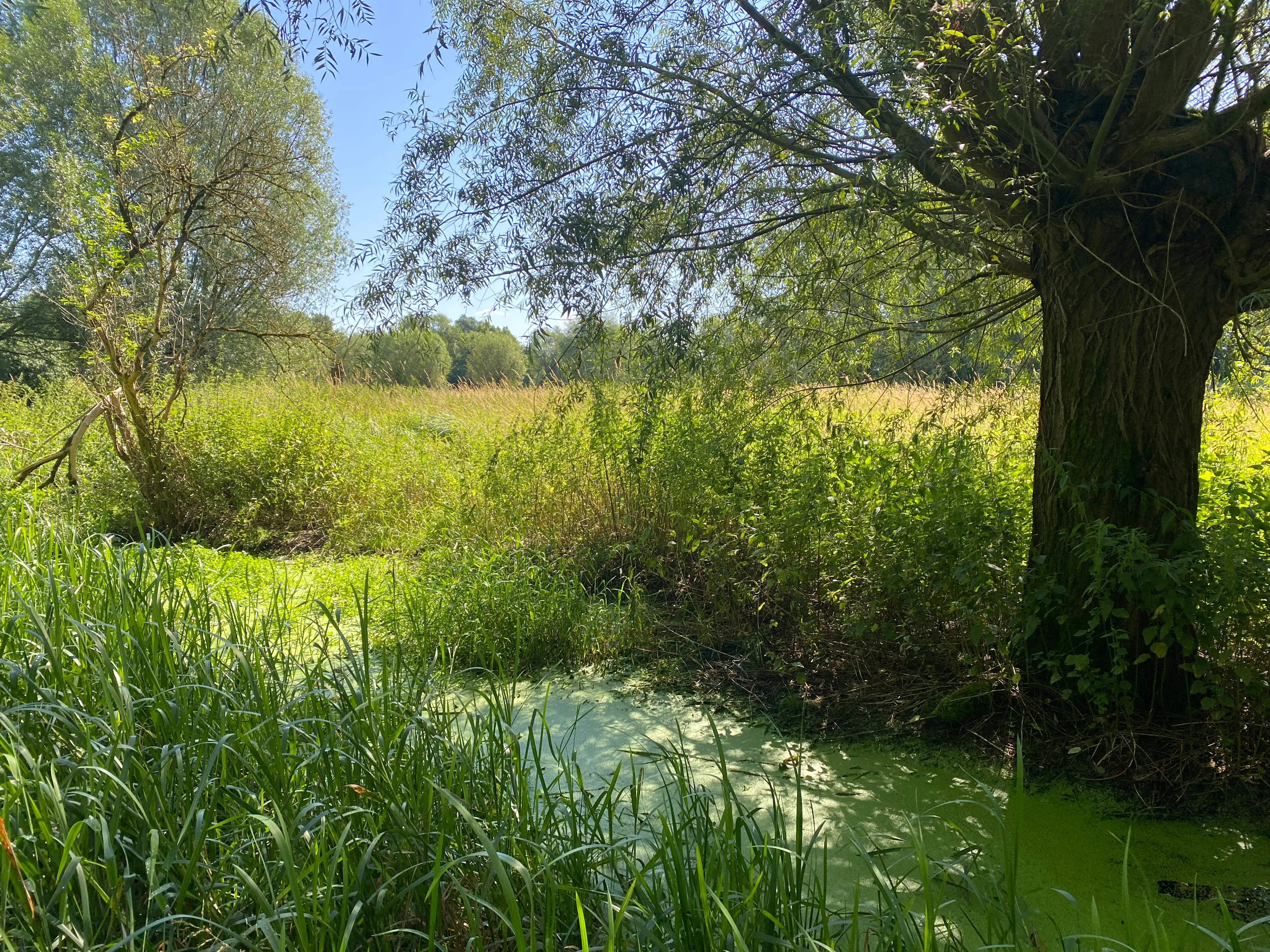 A green, algae-covered stream flows through a dense wetland area with tall grasses and a large tree in the foreground.