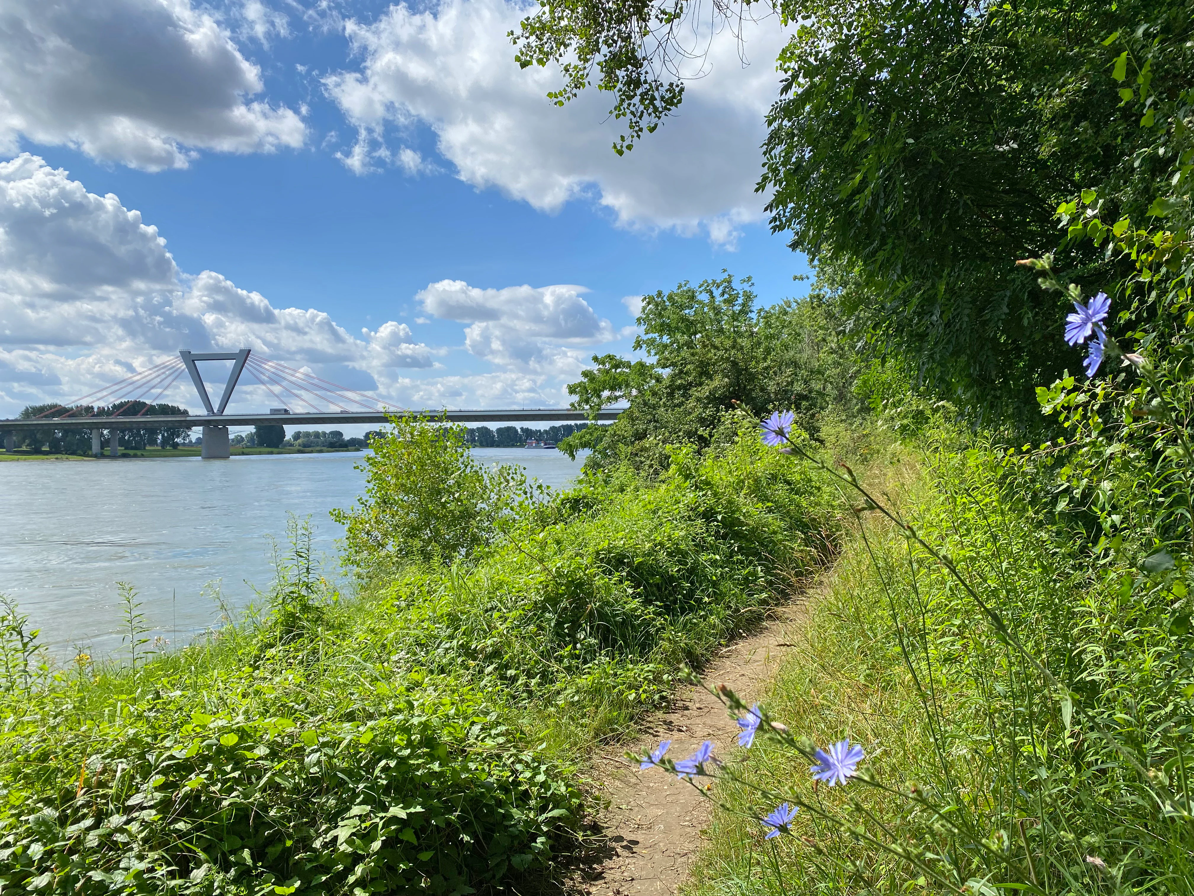 A dirt hiking path runs alongside the Rhine river, bordered by dense green bushes and blooming blue wildflowers in the foreground. A modern cable-stayed bridge spans the river in the distance under a blue sky with fluffy white clouds.