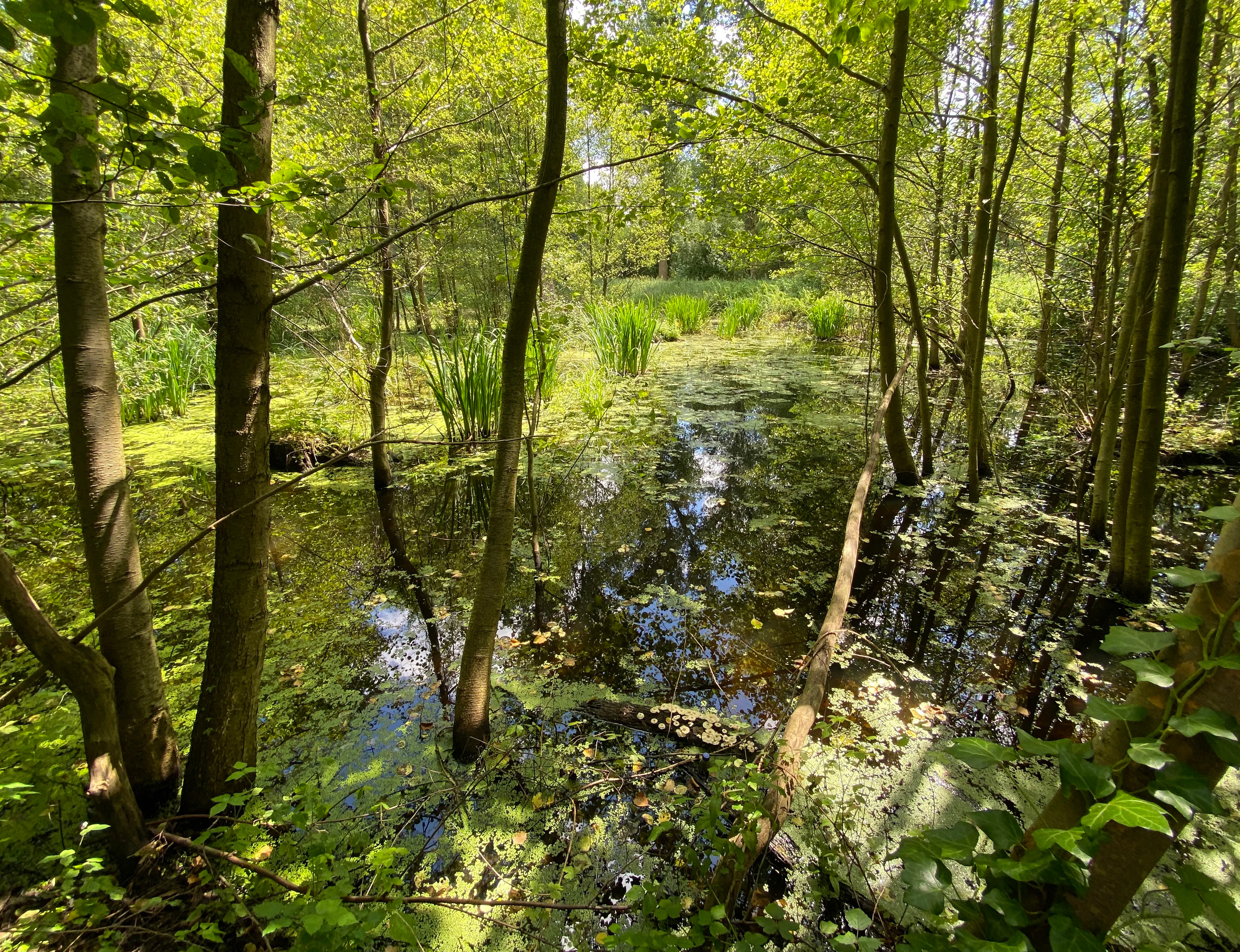 A peaceful, shaded wetland area with calm water, aquatic vegetation, and thin trees growing directly out of the shallow water in a forest setting.