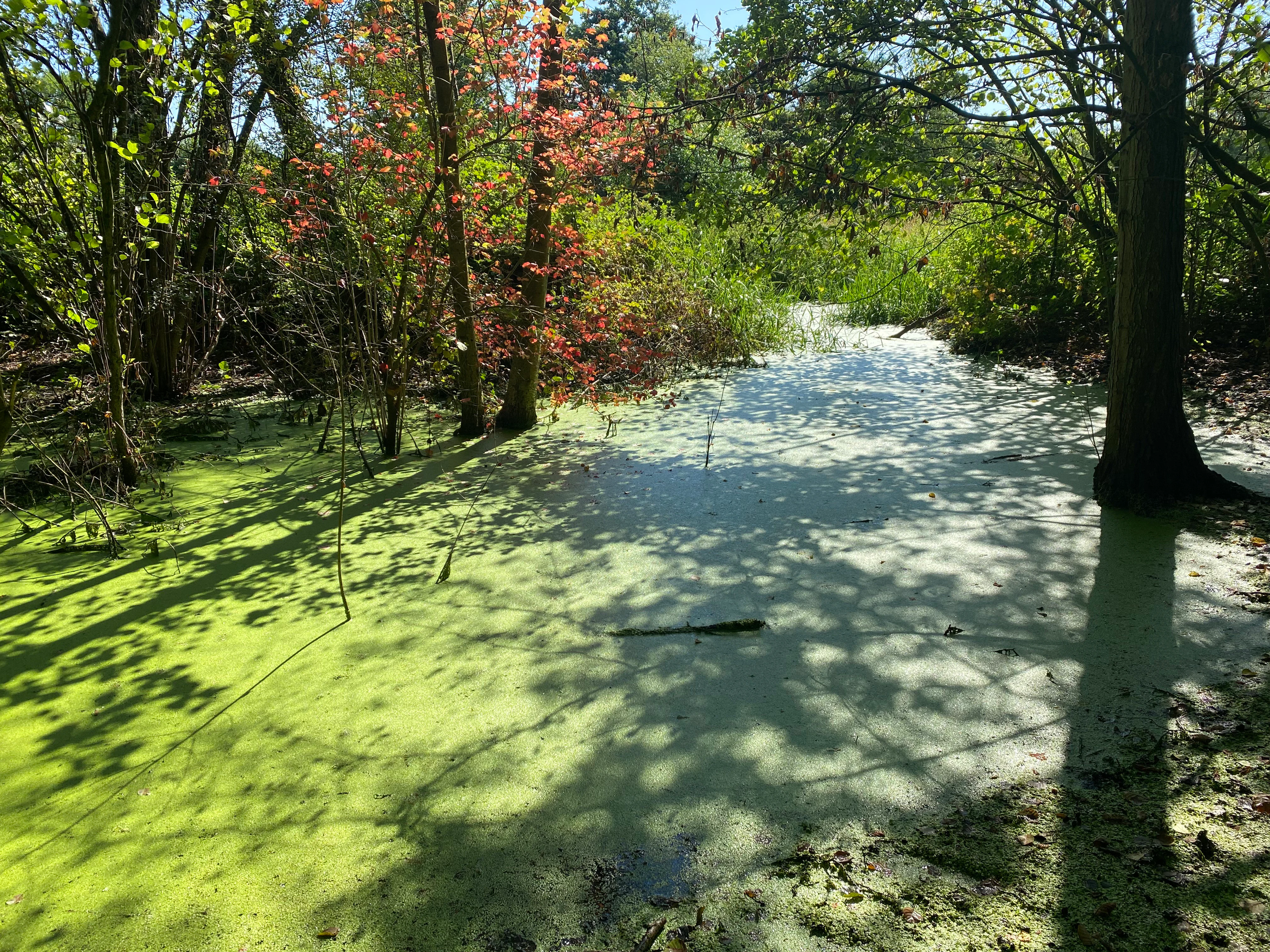 A stagnant waterway covered in bright green algae, surrounded by trees and dense vegetation in a woodland area.