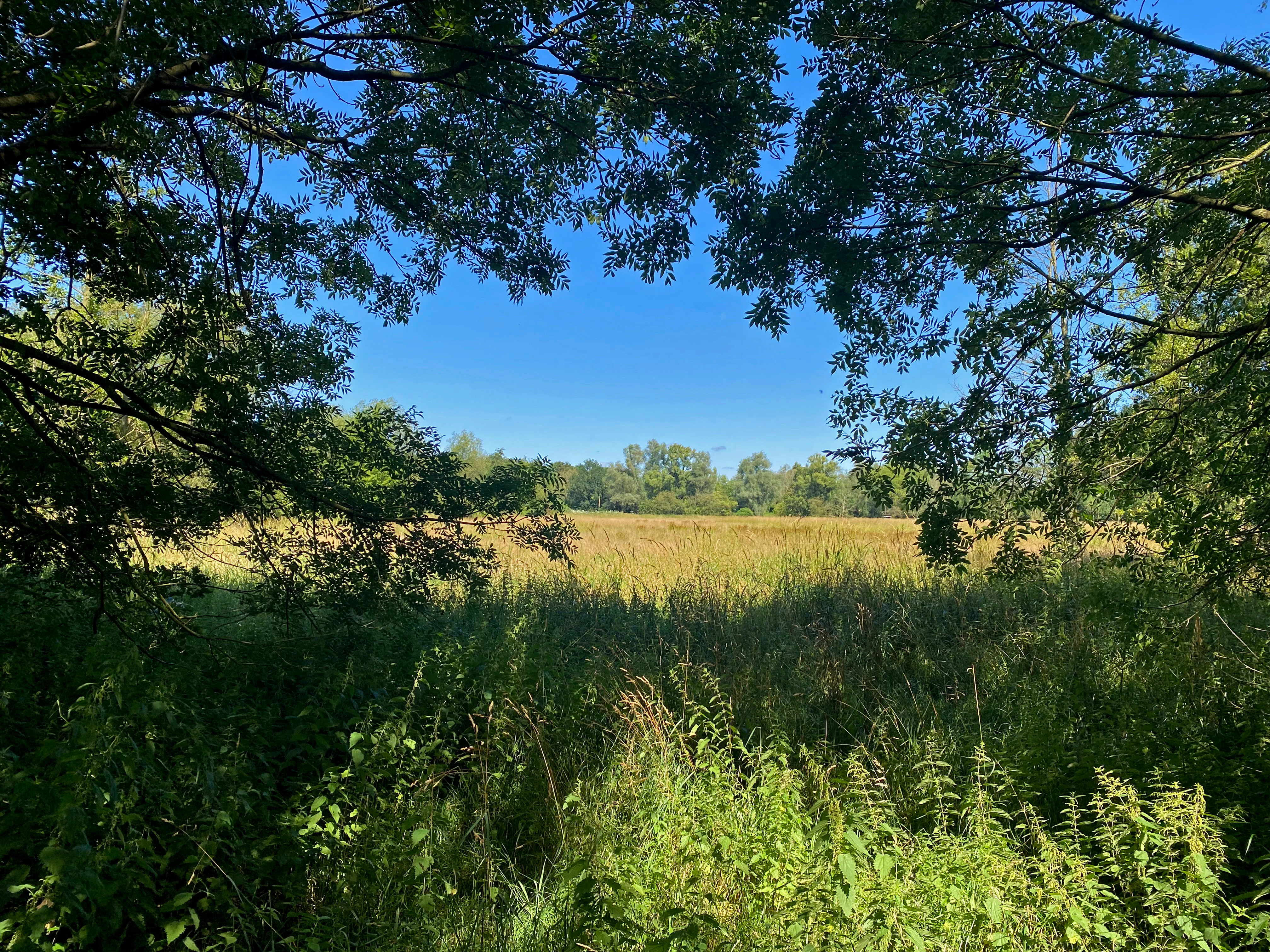 A framed view through tree branches looking out over a grassy meadow and wetlands under a clear blue sky.
