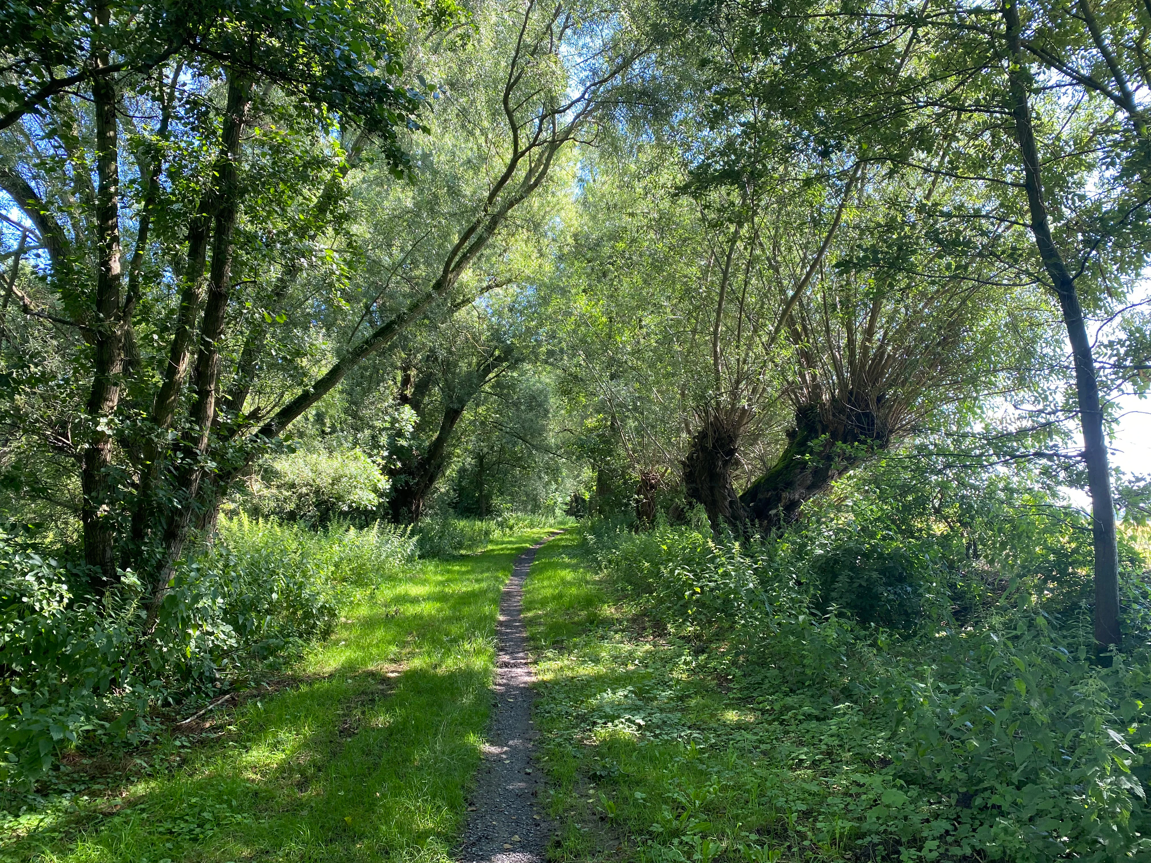 A narrow, dirt walking path stretches into the distance through a dense, green forest with tall trees and thick vegetation on both sides.