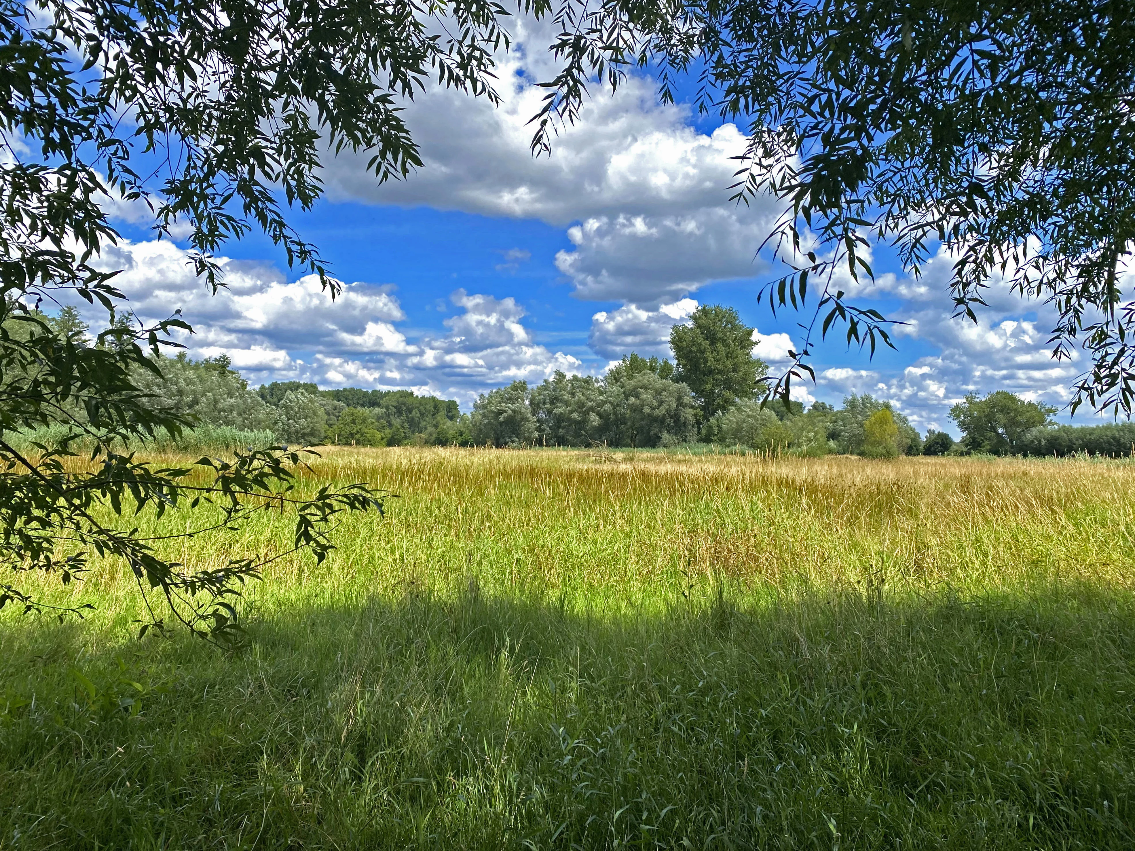 A wide, sunlit meadow of tall grasses and wildflowers, bordered by a dense line of trees under a blue sky with scattered white clouds, framed by overhanging willow branches in the foreground.
