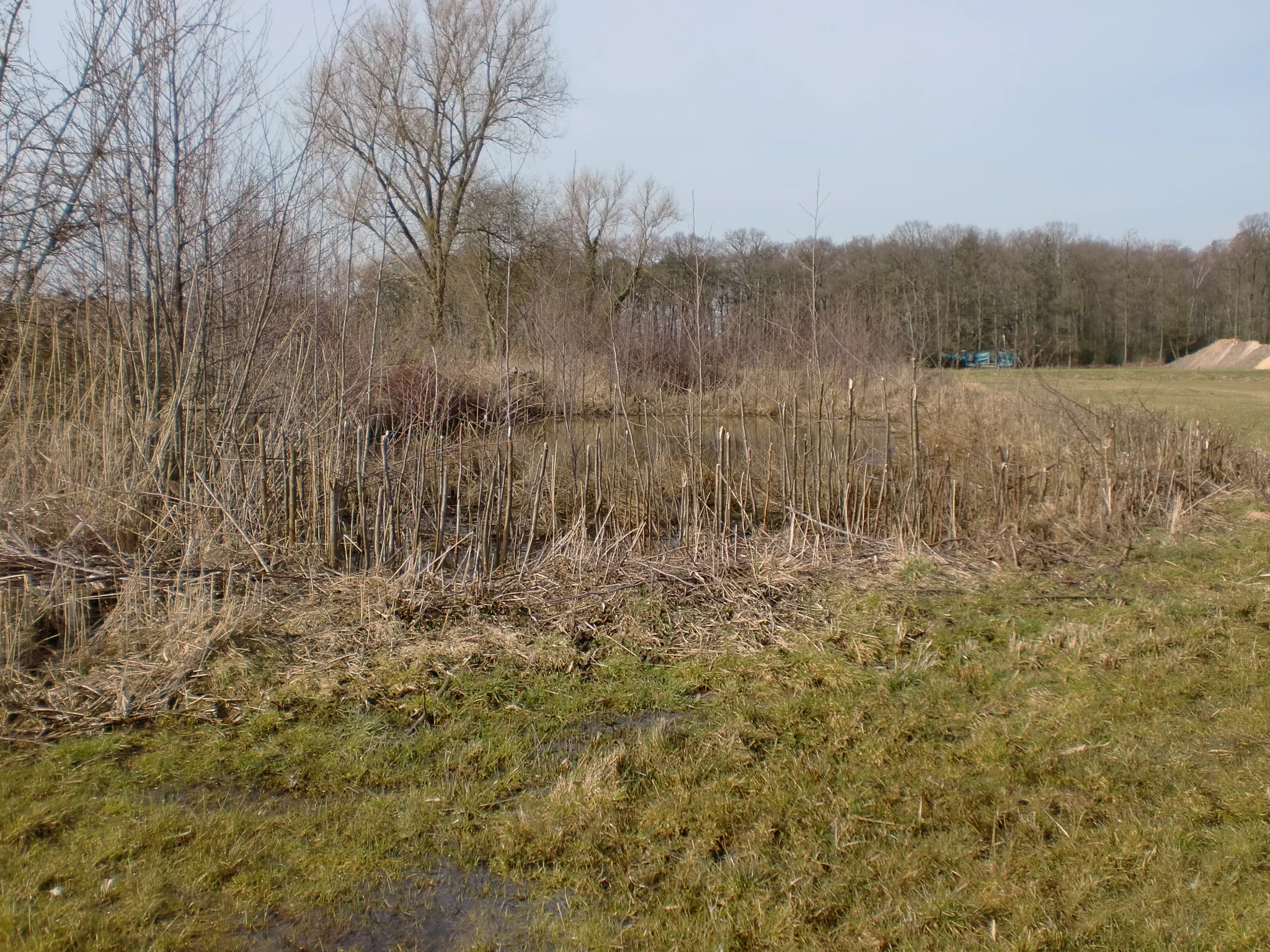 A small, quiet pond surrounded by tall dried reeds and grasses in a meadow setting, with bare trees and a forest edge in the background under a pale sky.