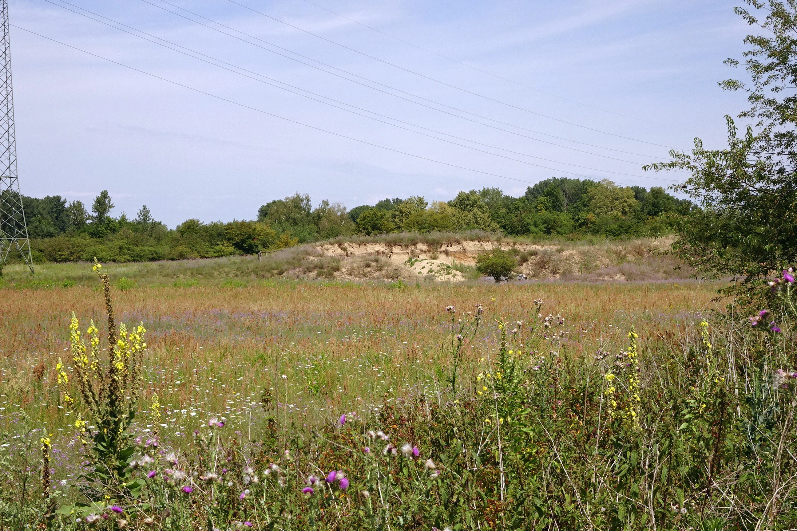 A landscape view of a nature reserve featuring a field of semi-arid grassland with yellow and purple wildflowers in the foreground and a sandy embankment topped with green trees in the background.