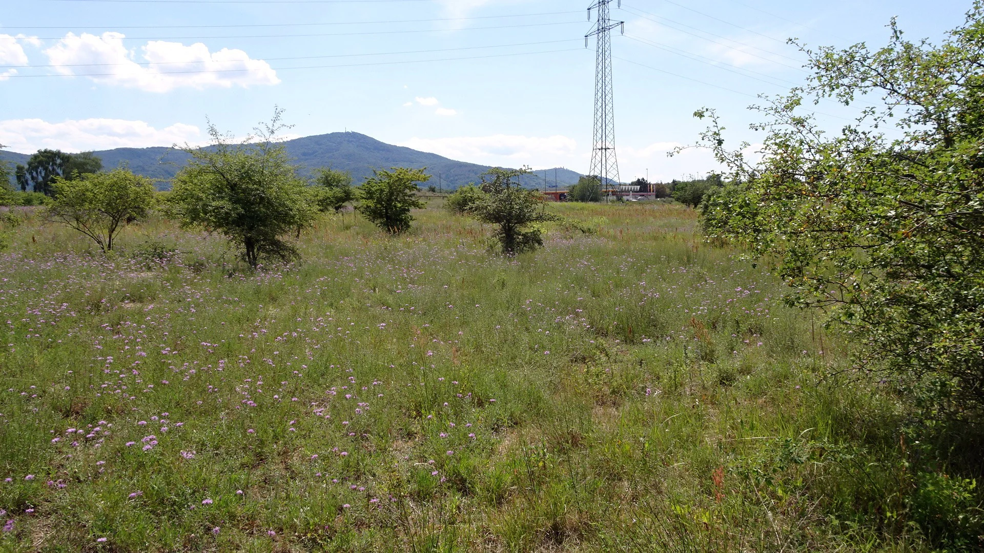 A wide view of a sunny, semi-arid grassland landscape featuring sparse shrubs and wildflowers, with a large electricity pylon and the Melibokus mountain in the distance.
