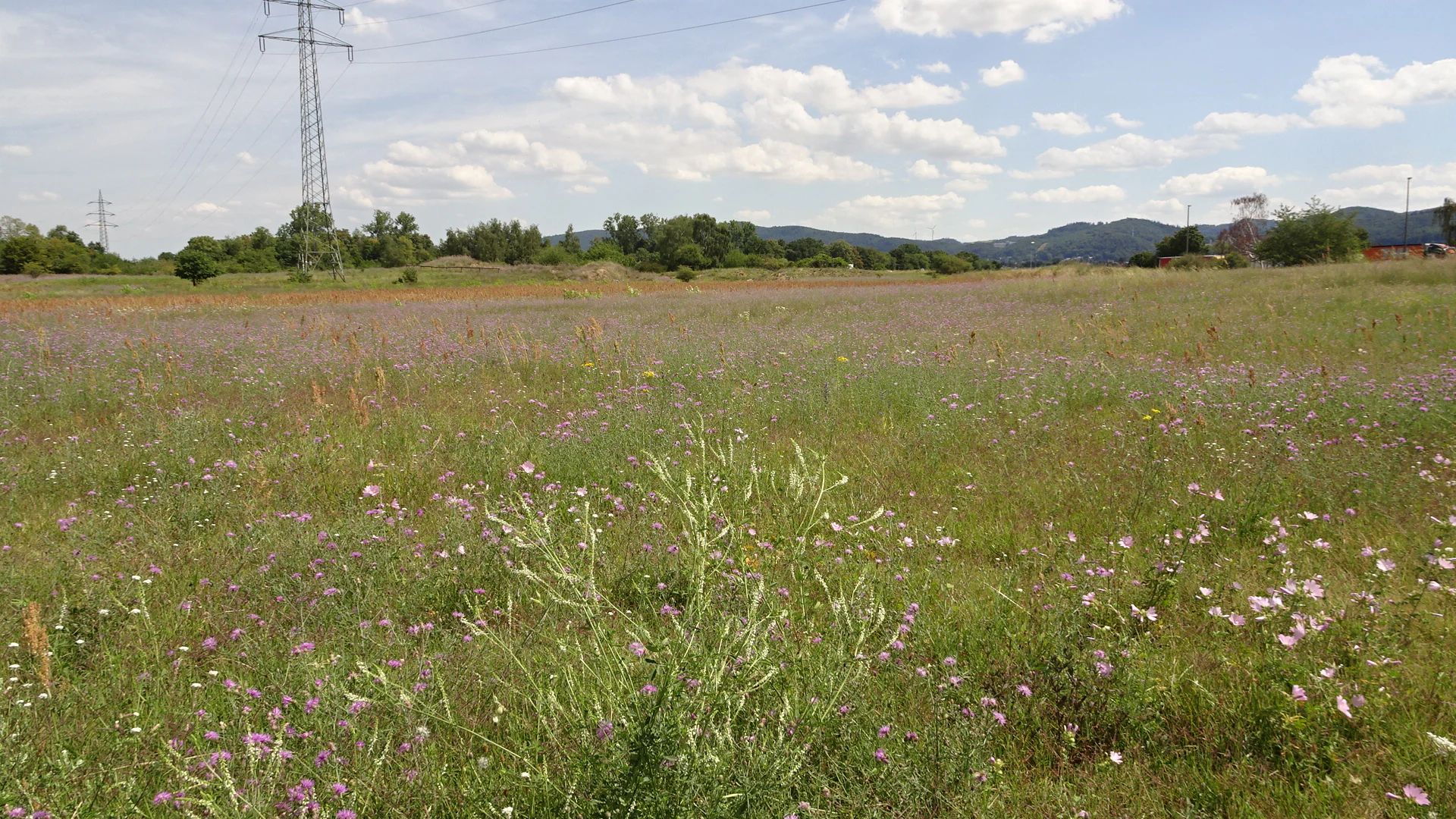 A wide view of a sandy grassland area in summer with wildflowers blooming; a high voltage power pylon stands on the left in the background.
