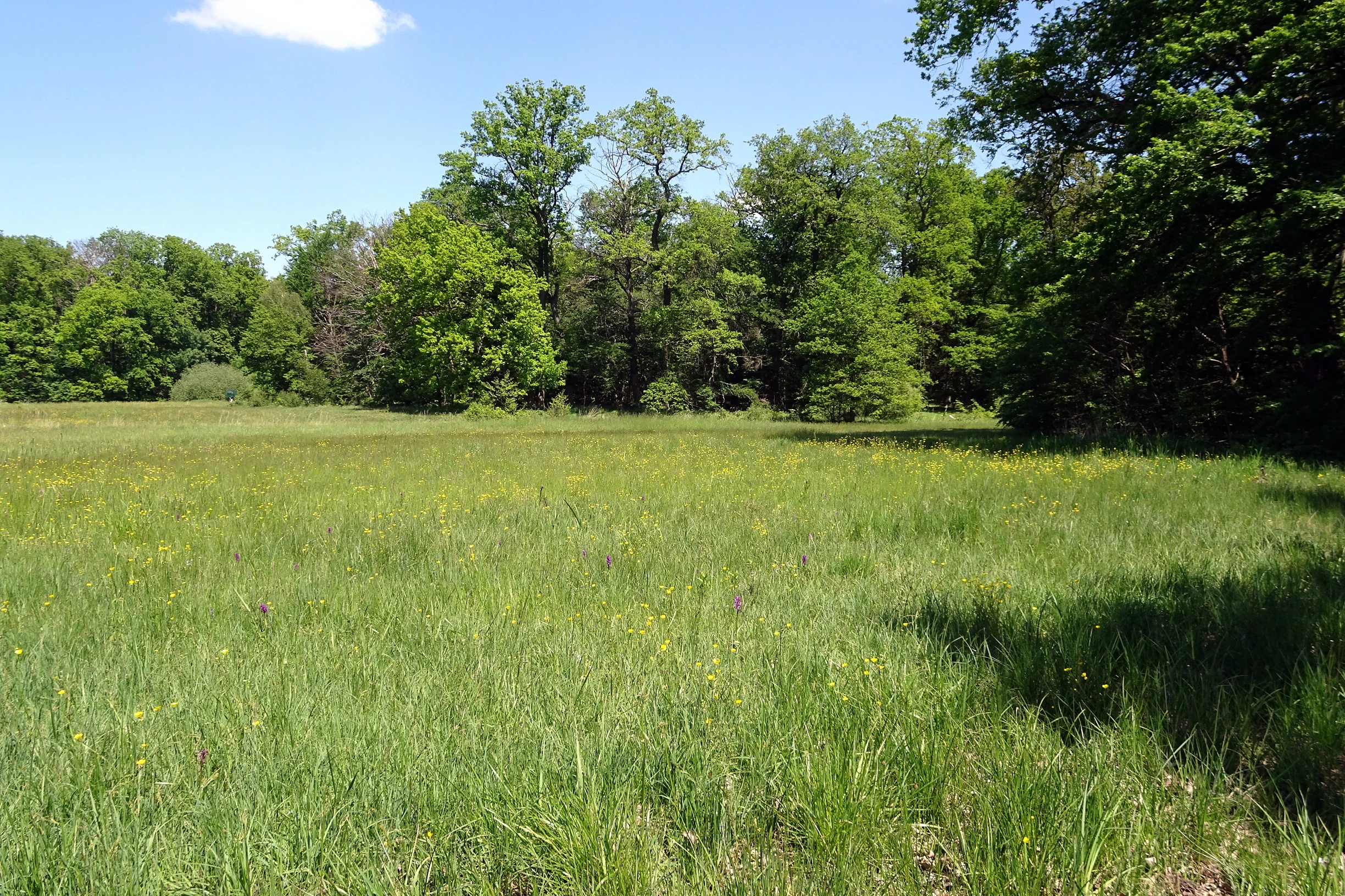A wide, grassy meadow bordered by a dense deciduous forest under a clear blue sky.