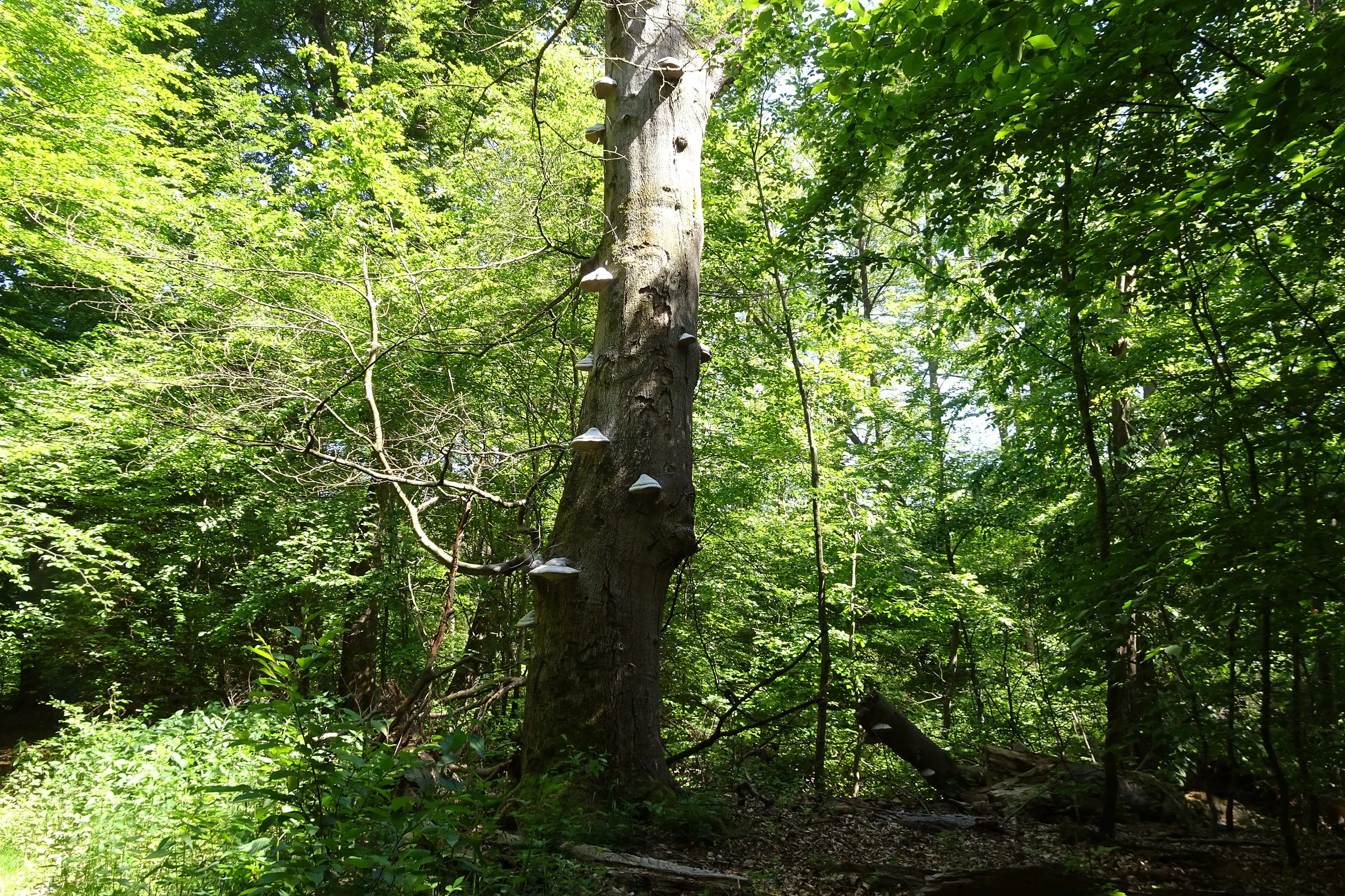 A tall, light-colored dead tree trunk stands vertically in a lush green forest, with several shelf fungi growing along its side.