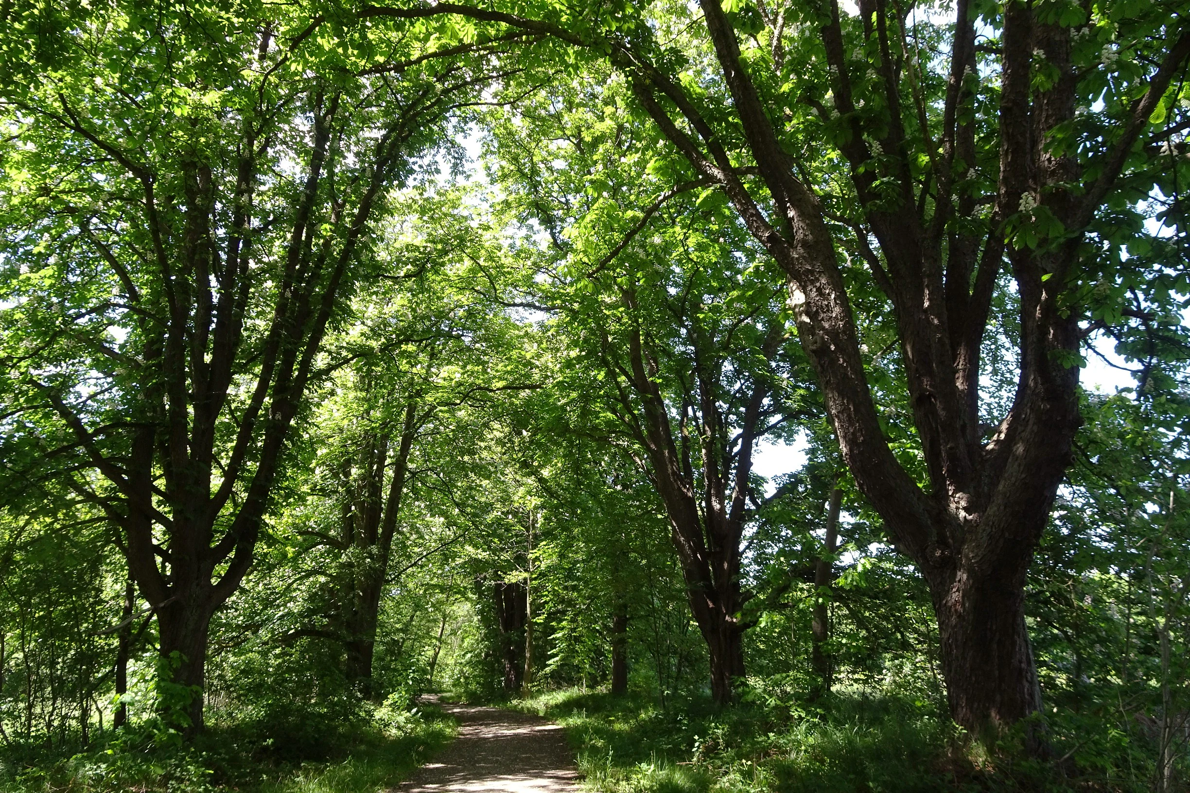 A dirt trail winds through a dense tunnel formed by large horse chestnut trees with full green foliage.