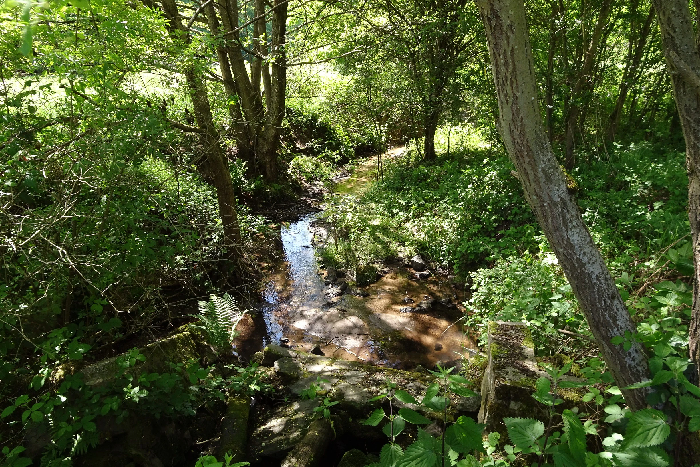 A small, narrow stream flowing through a lush, green forest setting with dense foliage and trees surrounding the water.