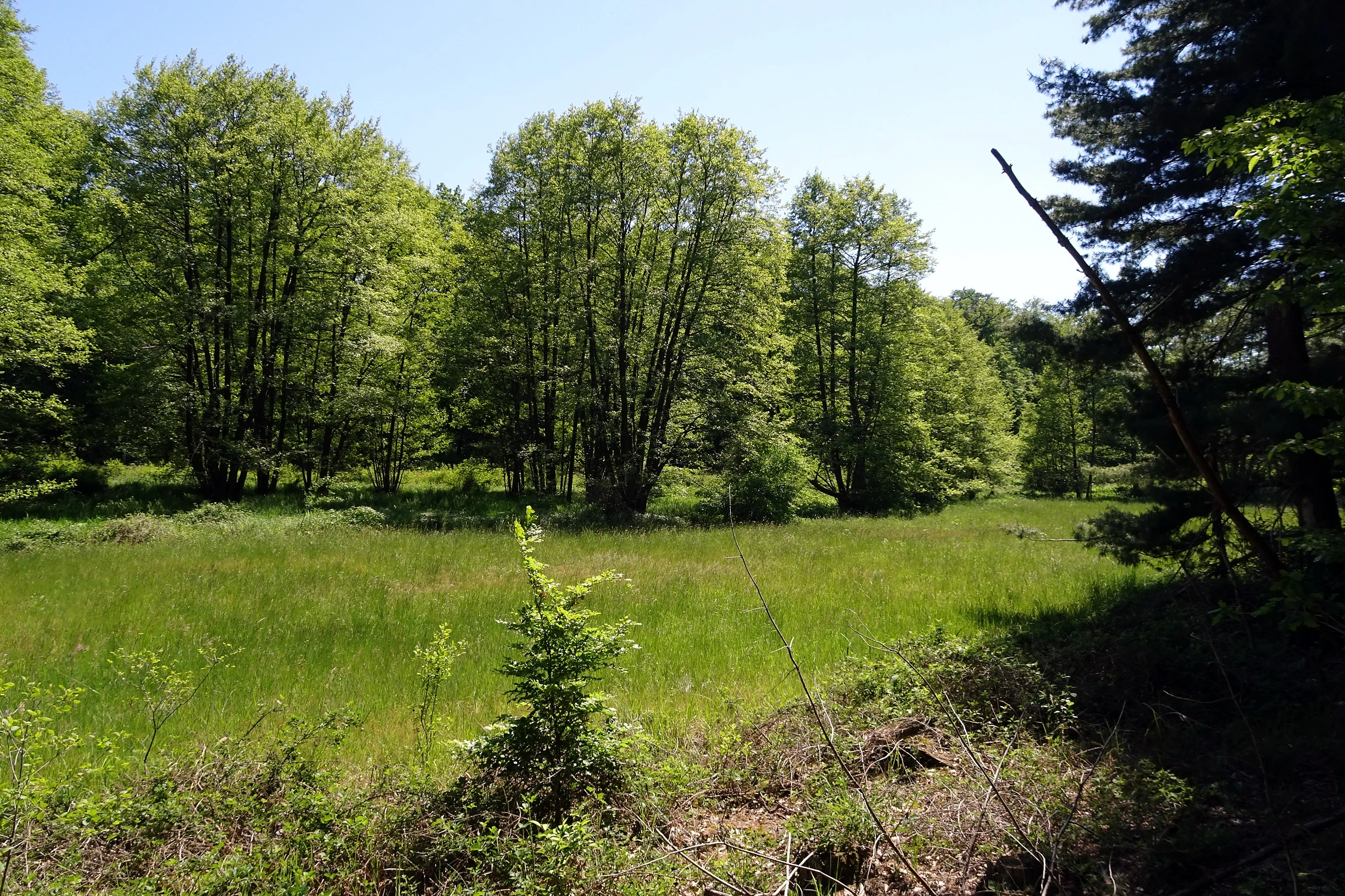 A sunny, bright green meadow surrounded by a line of deciduous trees in a nature reserve.