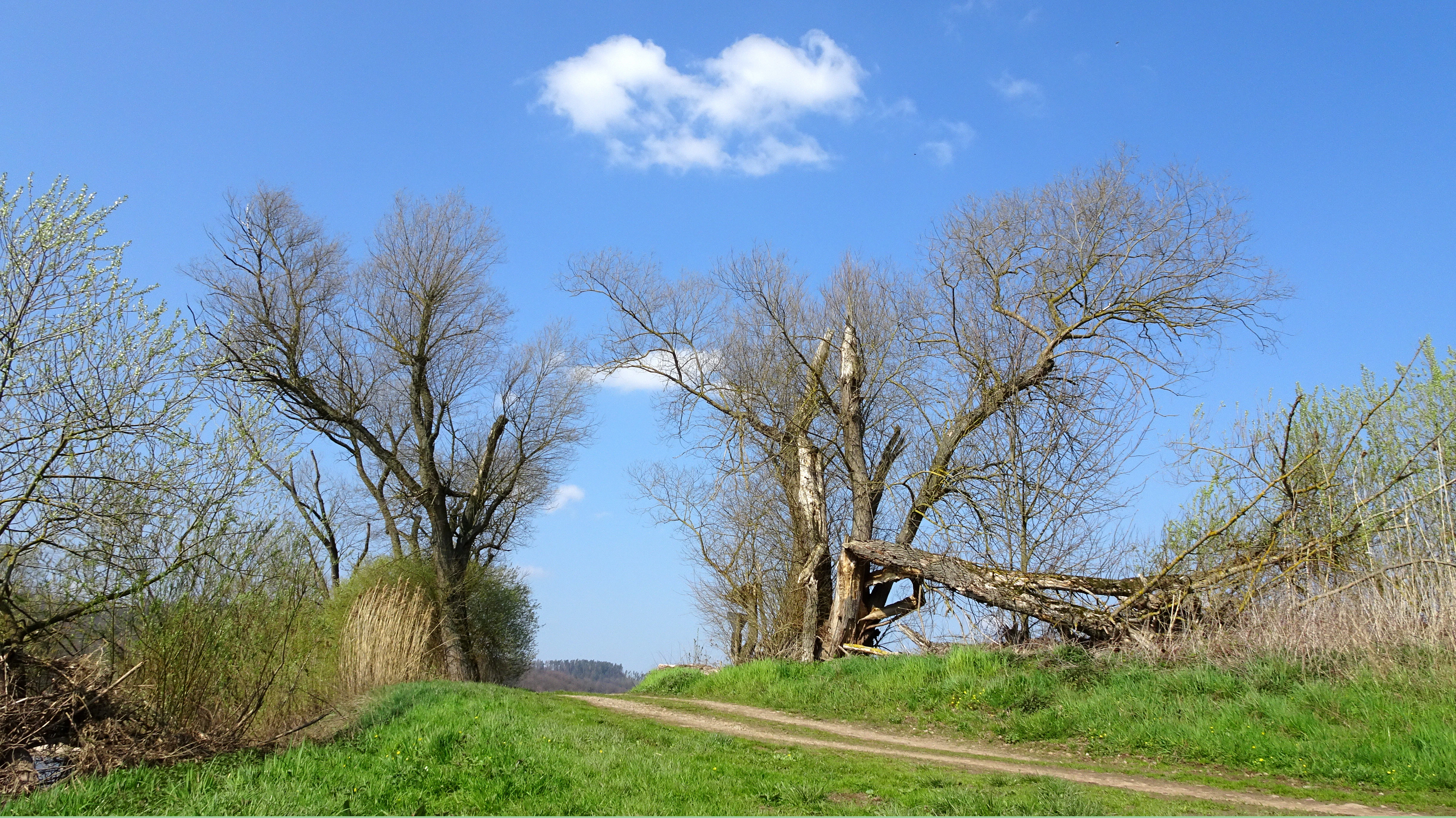 A dirt path leads through a bright green grassy meadow in a nature reserve, flanked by bare deciduous trees against a clear blue sky, with a fallen tree visible on the right.