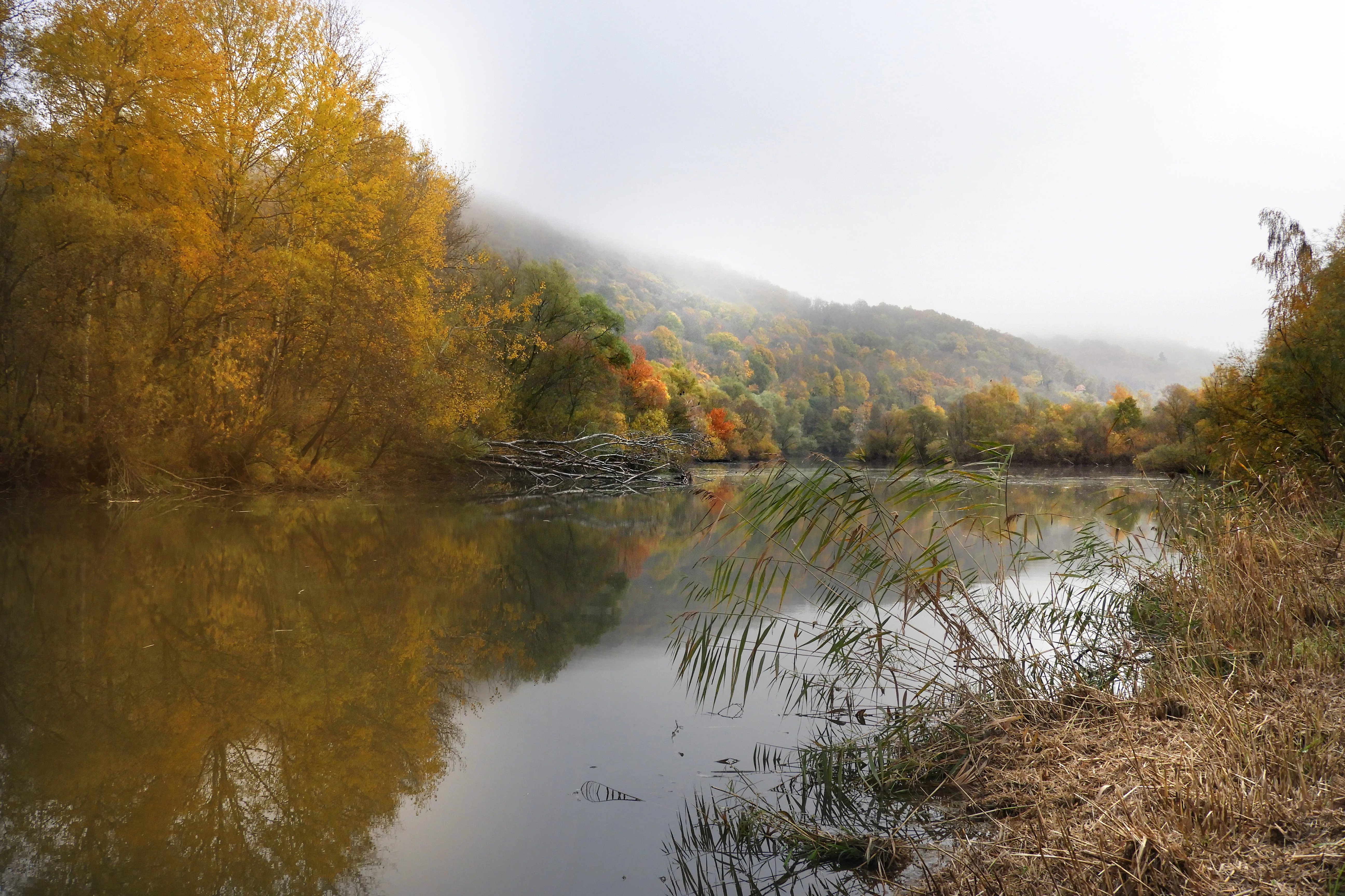 A calm river scene surrounded by autumn trees and fog, with reeds in the foreground and a wooded hillside in the background.