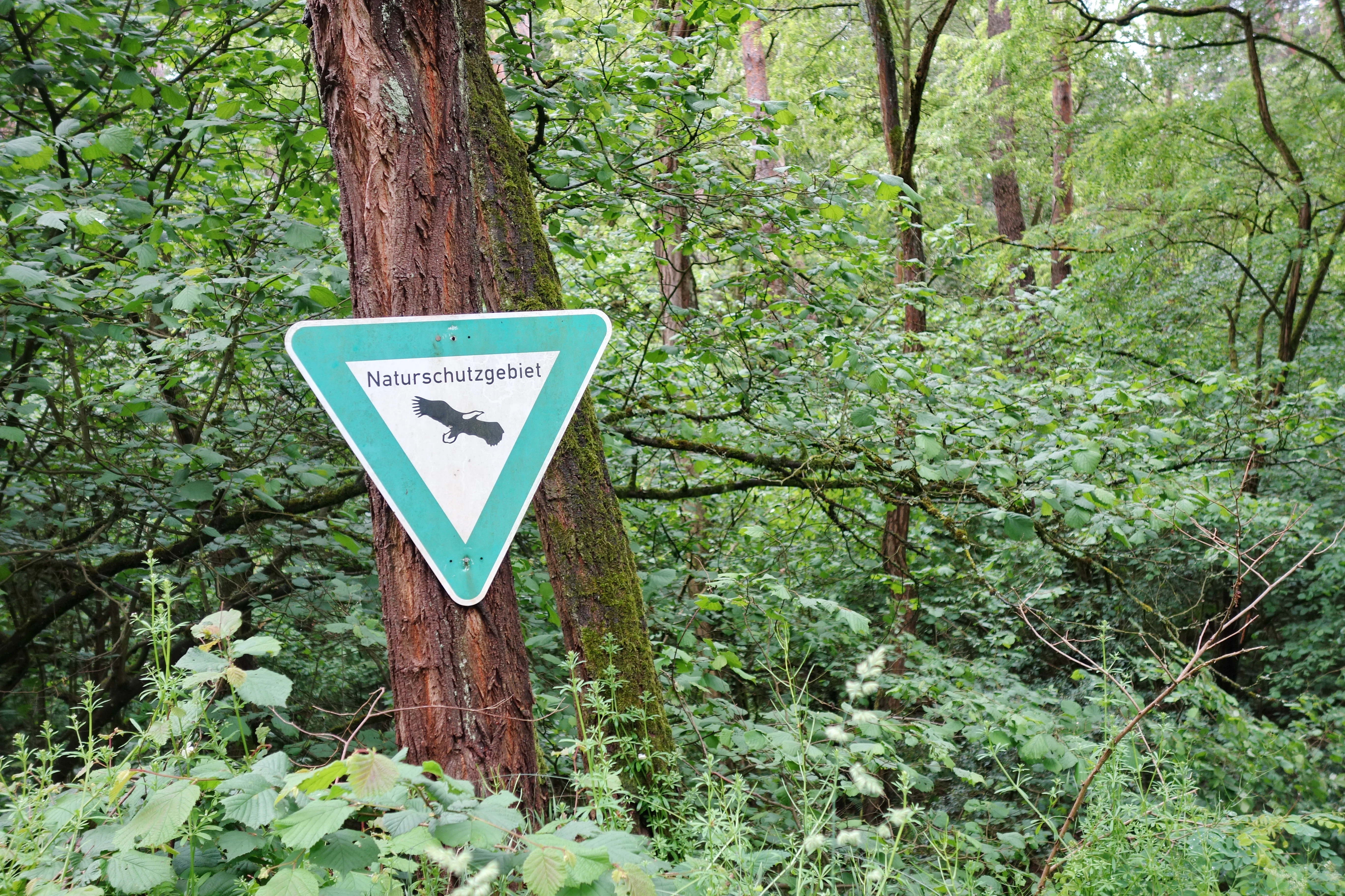 Una señal triangular con borde verde que dice Naturschutzgebiet, con la silueta de un tritón fijada al tronco de un árbol en un denso bosque verde.