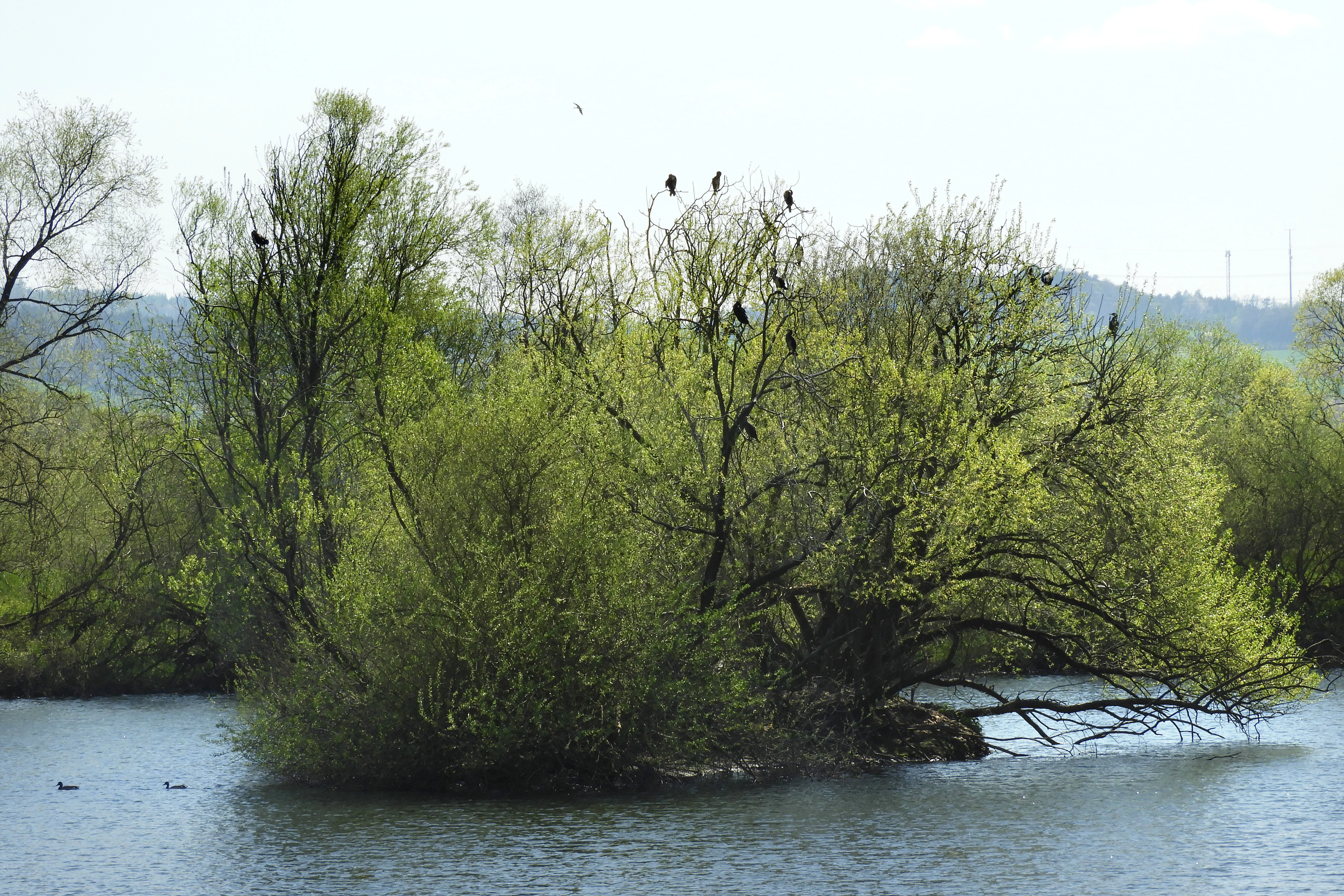 A small island covered in leafy willow trees sits in the middle of a calm lake, with several black birds perched in the branches and two ducks swimming in the foreground.