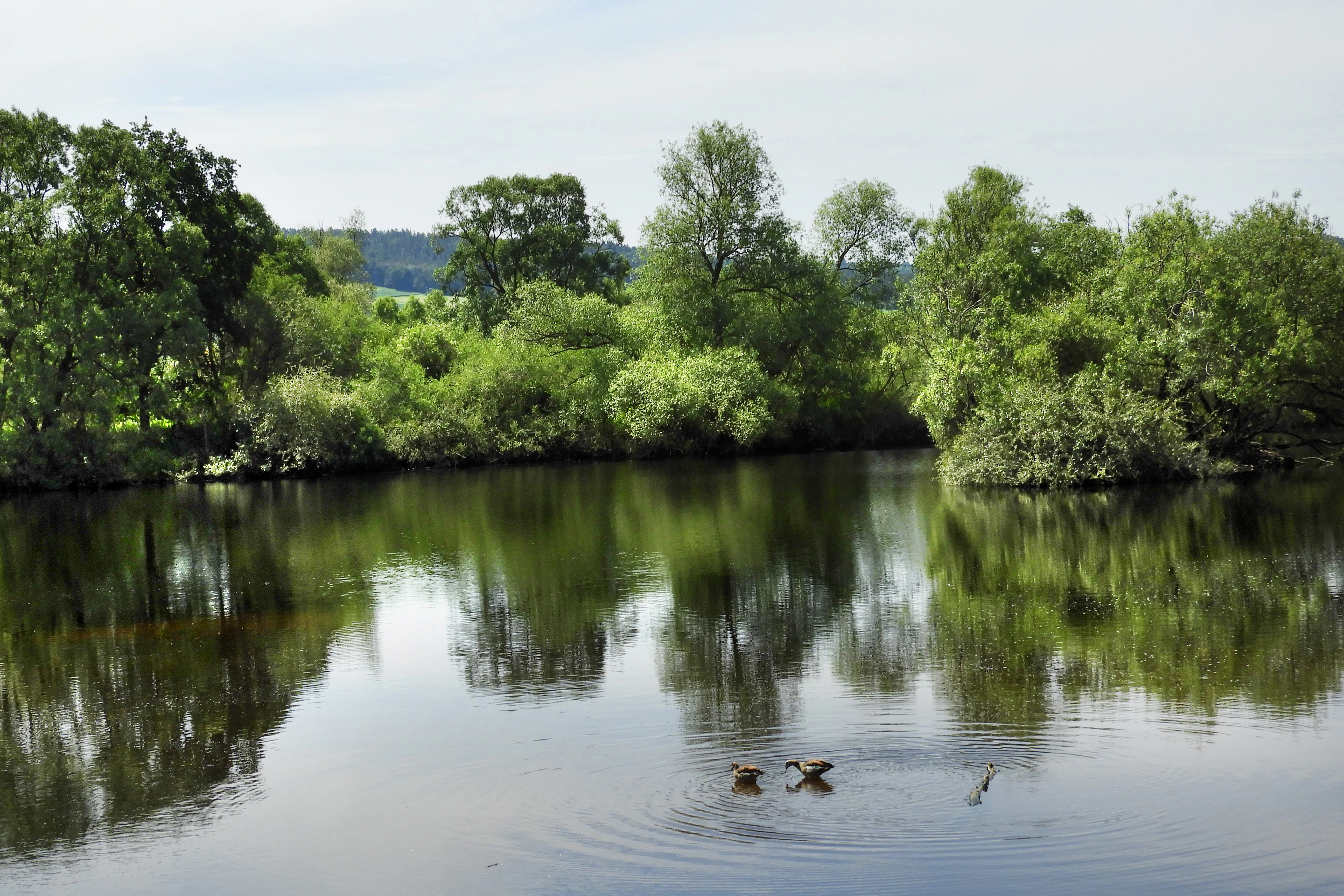 A calm lake reflecting surrounding trees, with a few birds swimming in the foreground.