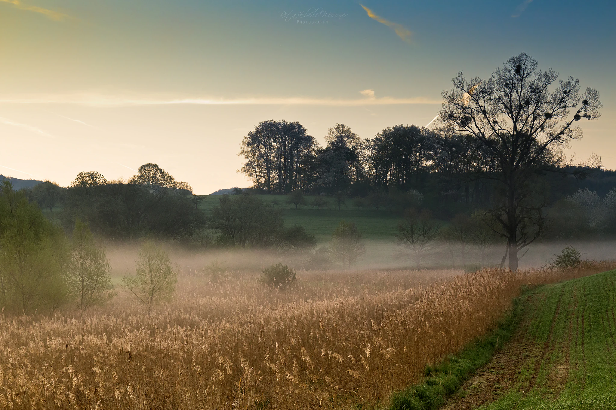 A landscape photograph showing a misty morning over a field of tall dry reeds in the foreground, with a green field to the right, scattered trees, and a line of trees on a distant hill under a pale sky.